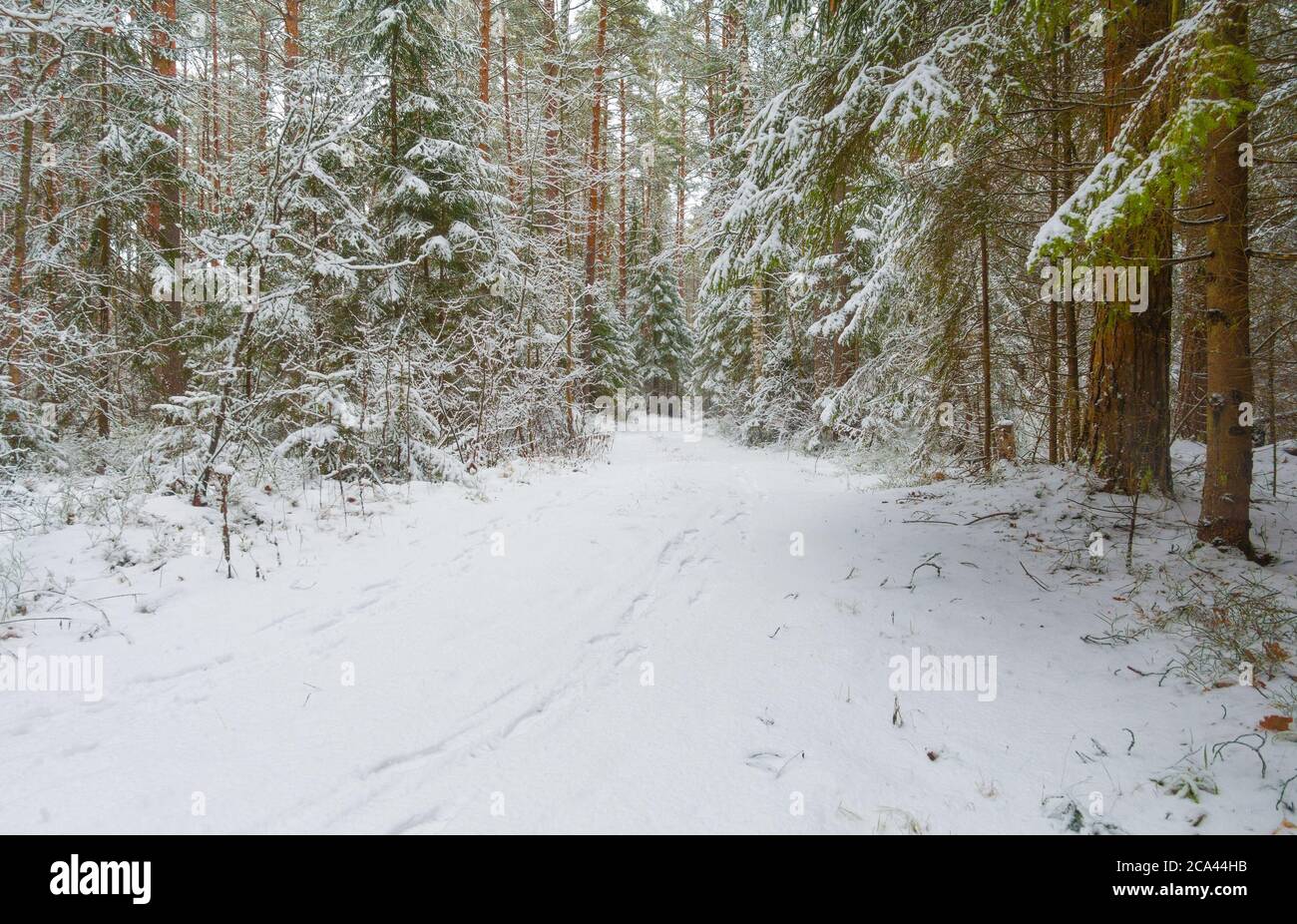 Road through beautiful winter forest, fresh snow on trees. Stock Photo