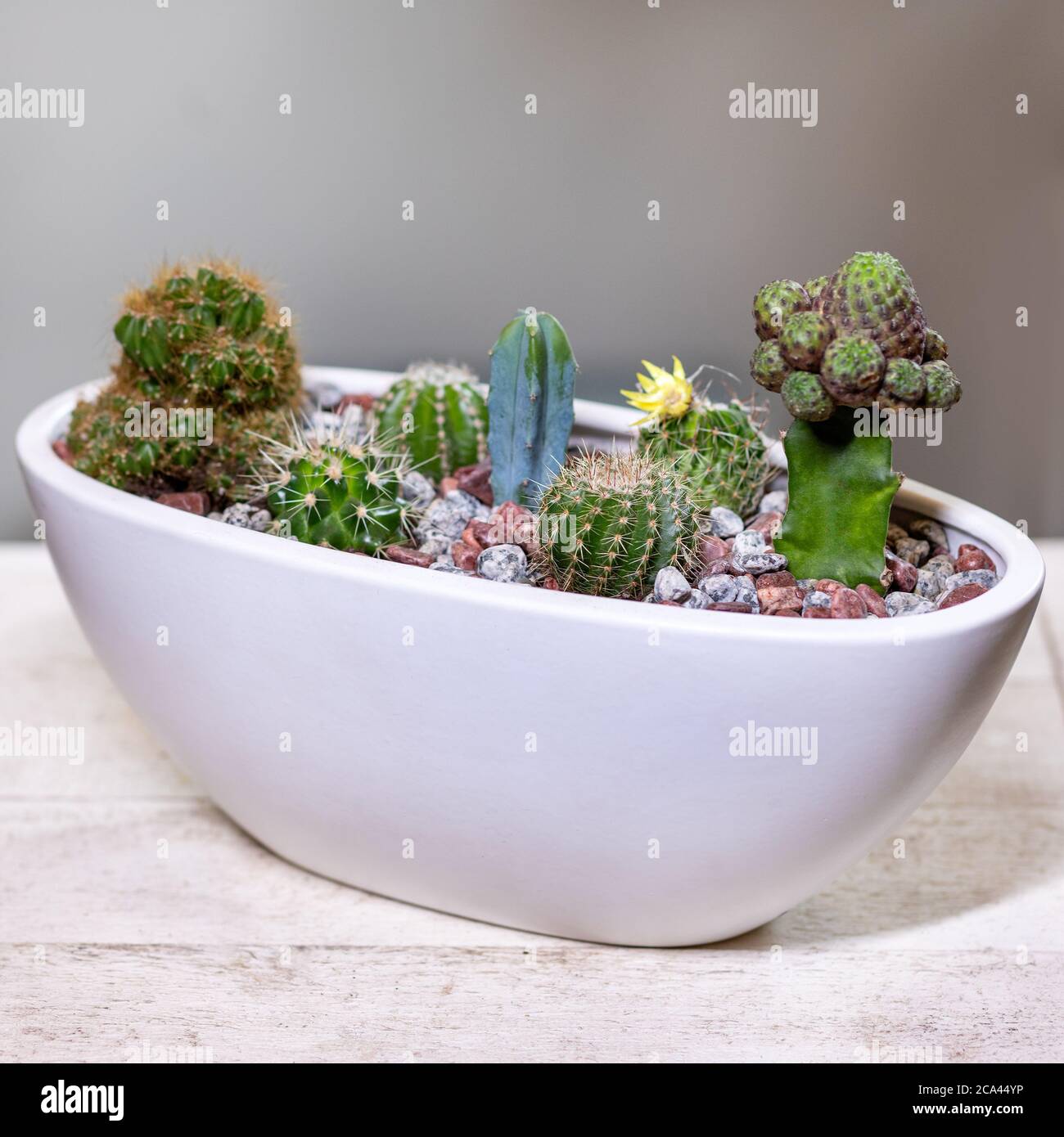 Beautiful terrarium with succulent, cactus, flower, rock, sand inside, white pot Stock Photo