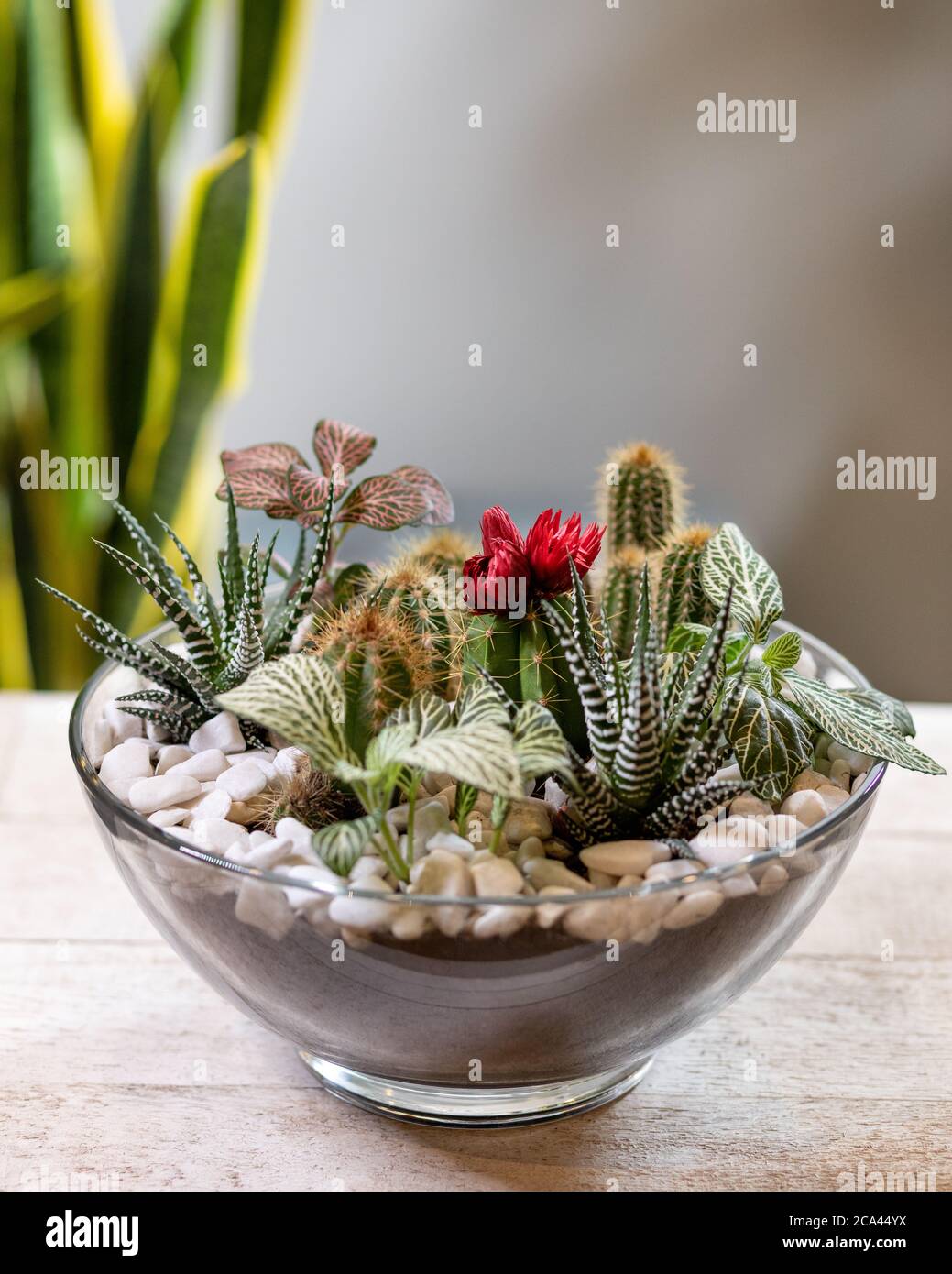 Beautiful terrarium with succulent, cactus, flower, rock, sand inside, glass Stock Photo