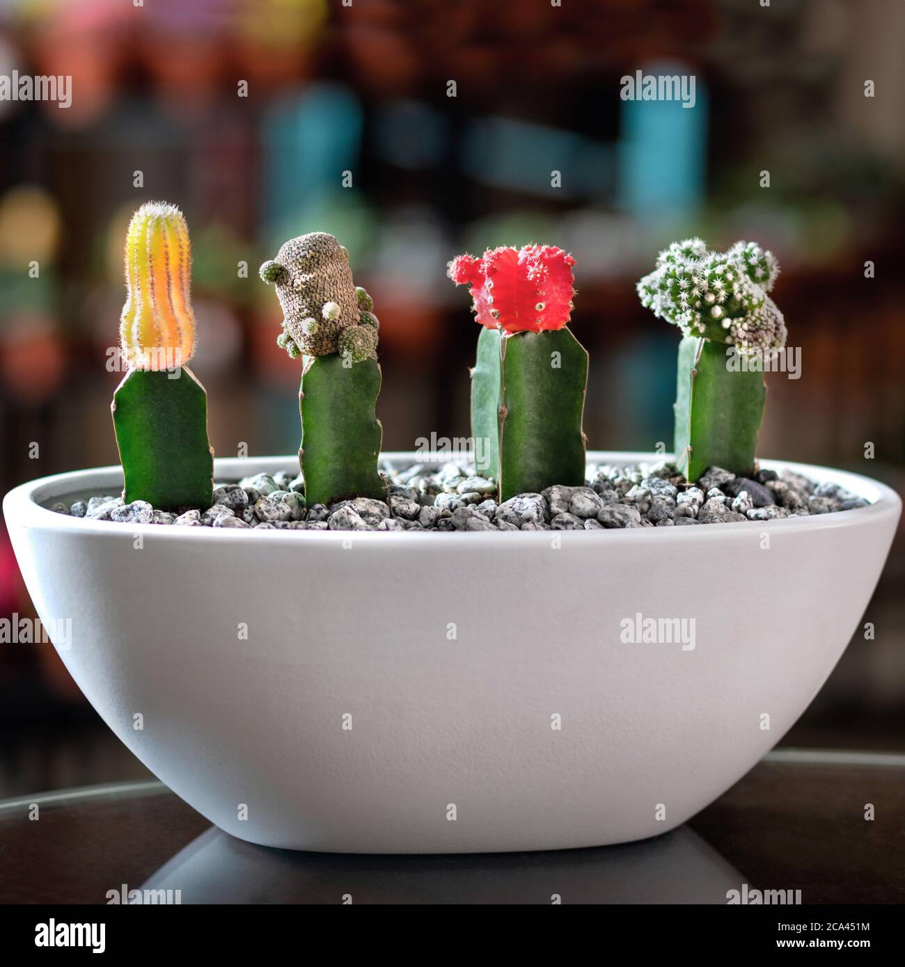 Beautiful small terrarium with succulent, moon Cactus, flower, rock, sand inside, white pot Stock Photo