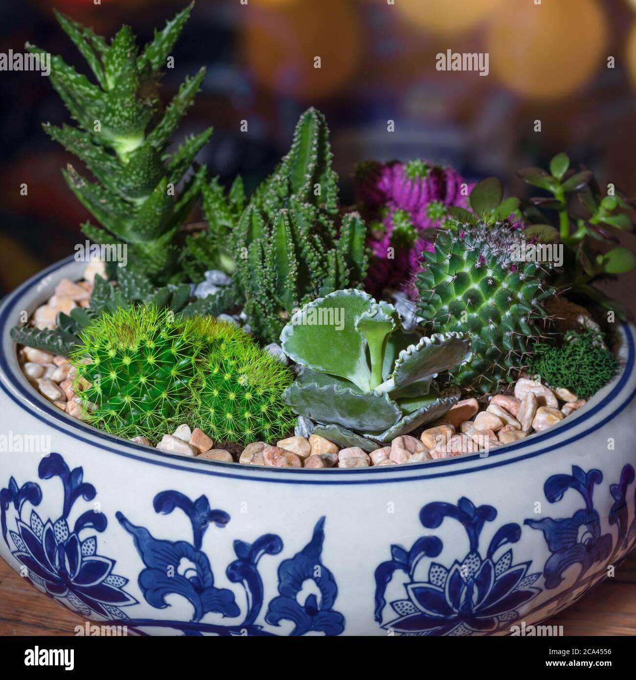 Beautiful terrarium with succulent, cactus, flower, rock, sand inside Stock Photo