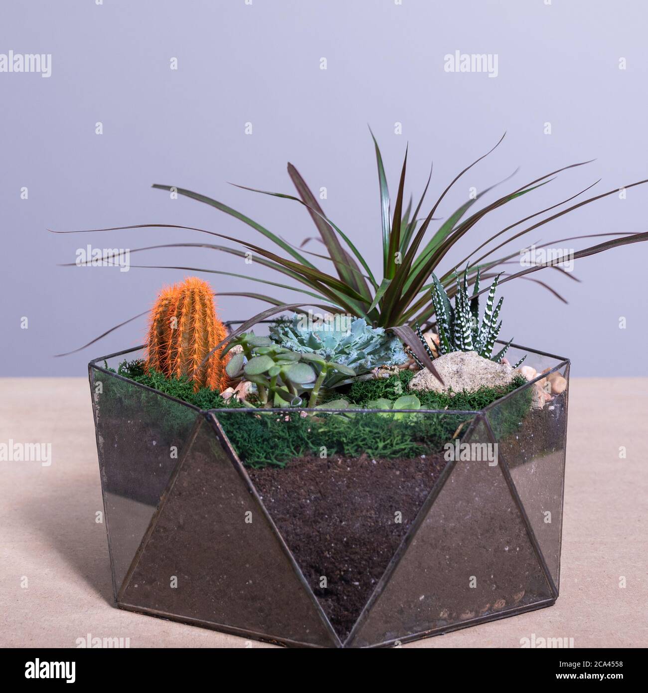 Beautiful colorful glass terrarium with succulent, cactus, flower, rock, sand inside Stock Photo