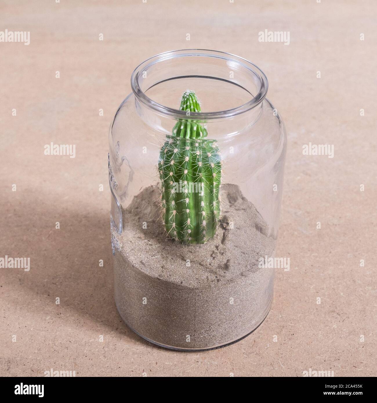 Armatocereus godingianus with cactus in the glass jar Stock Photo