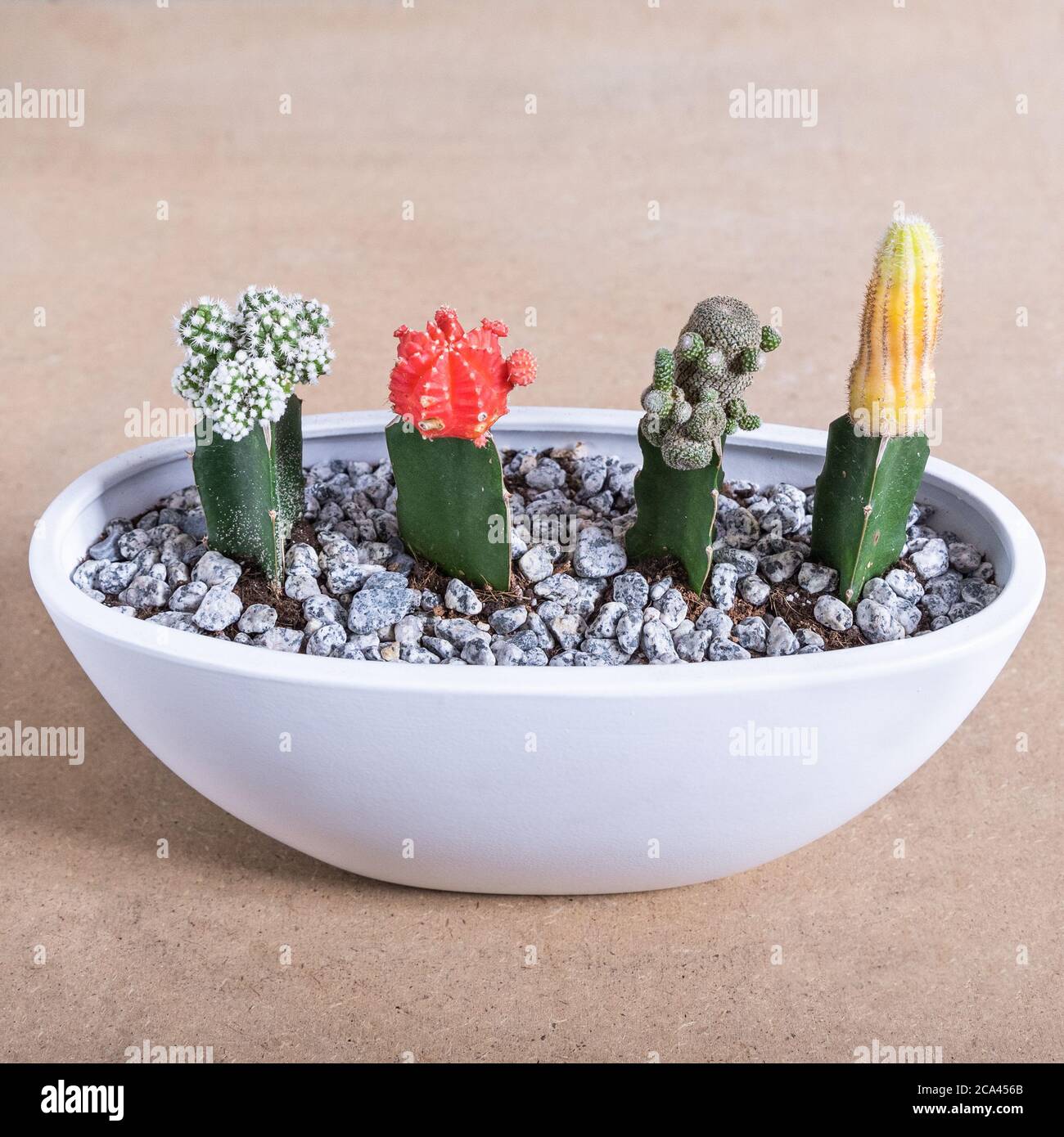 Gymnocalycium mihanovichii, Moon Cactus, Armatocereus godingianus in the white pot Stock Photo