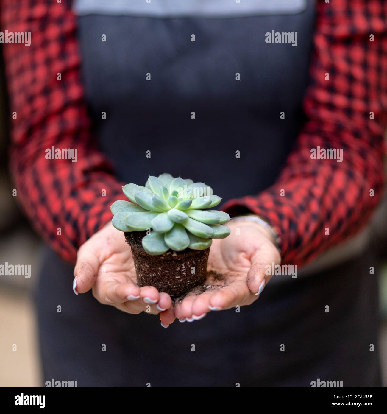 Woman holding the succulent plant in the palm Stock Photo