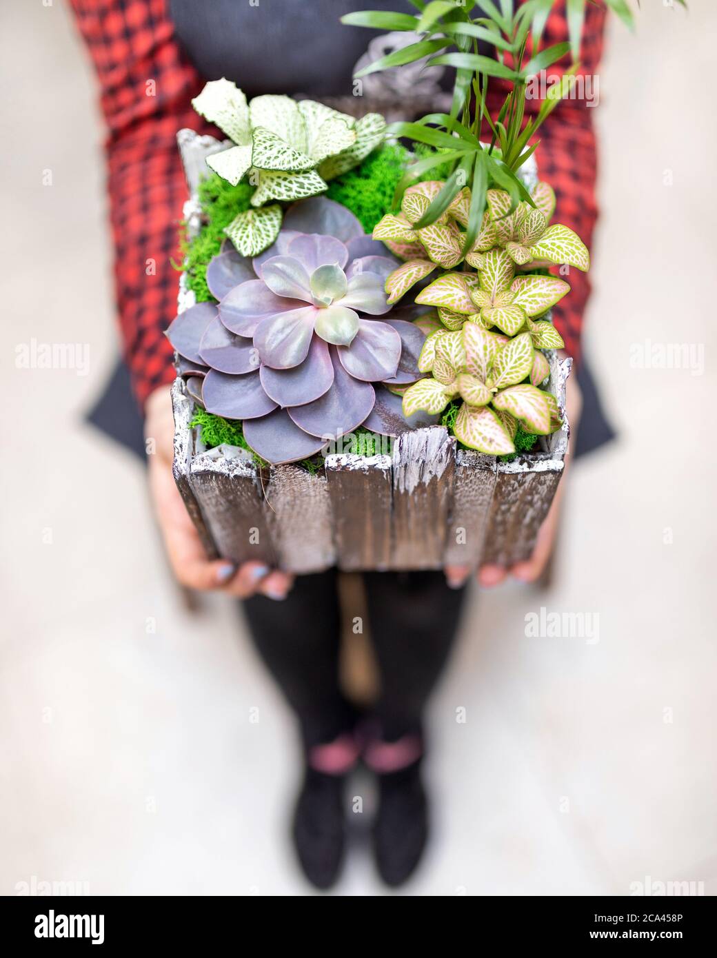 Woman holding wooden terrarium with succulent, cactus, flower, rock, sand inside Stock Photo