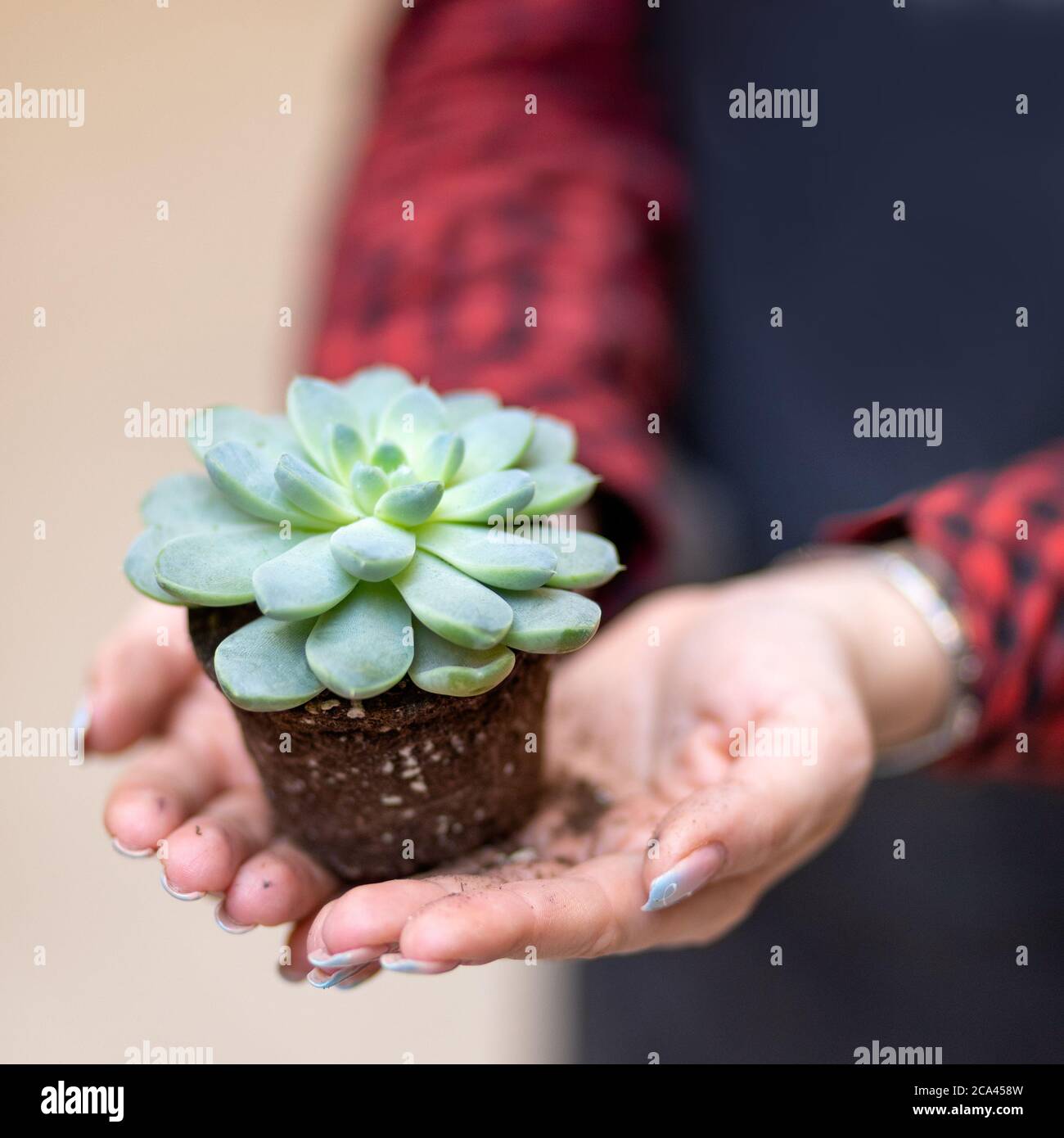 Woman holding the succulent plant in the palm Stock Photo