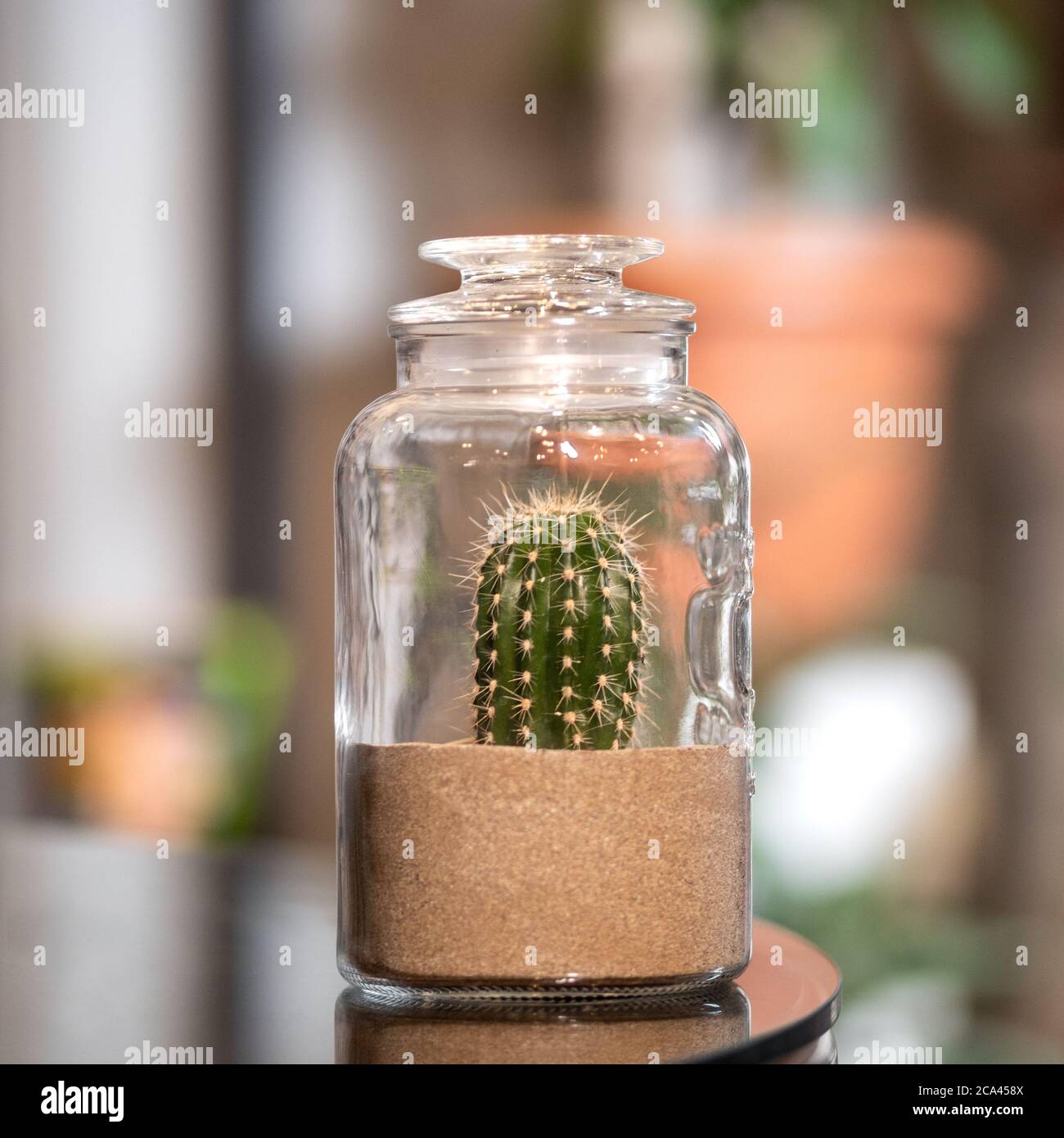 Cactus in sand terrarium glass Stock Photo