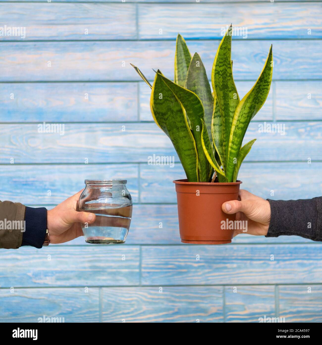 Snake Plant, Viper's bowstring hemp and Water bottle Stock Photo