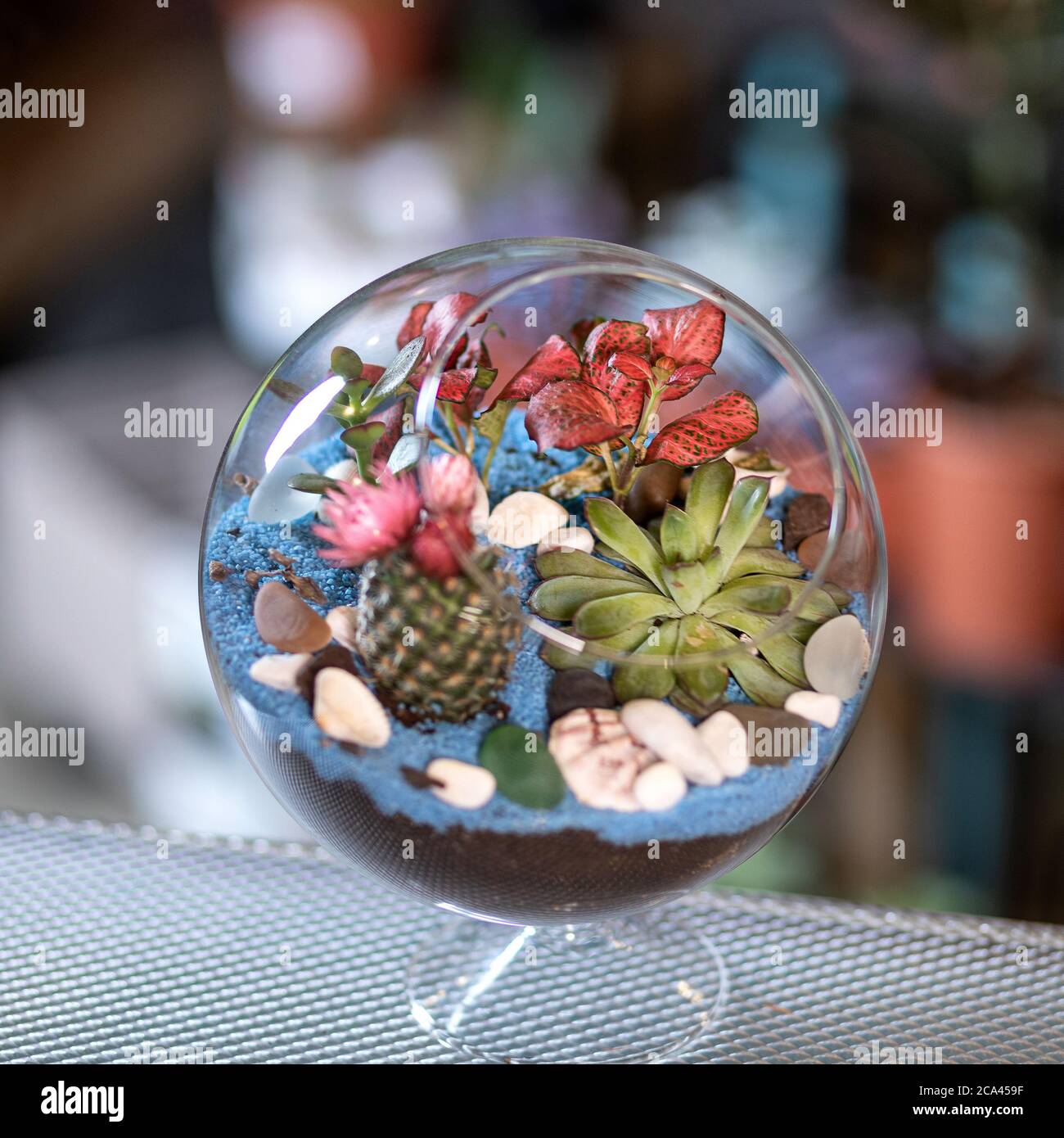 Beautiful colorful glass terrarium with succulent, cactus, flower, rock, sand inside Stock Photo