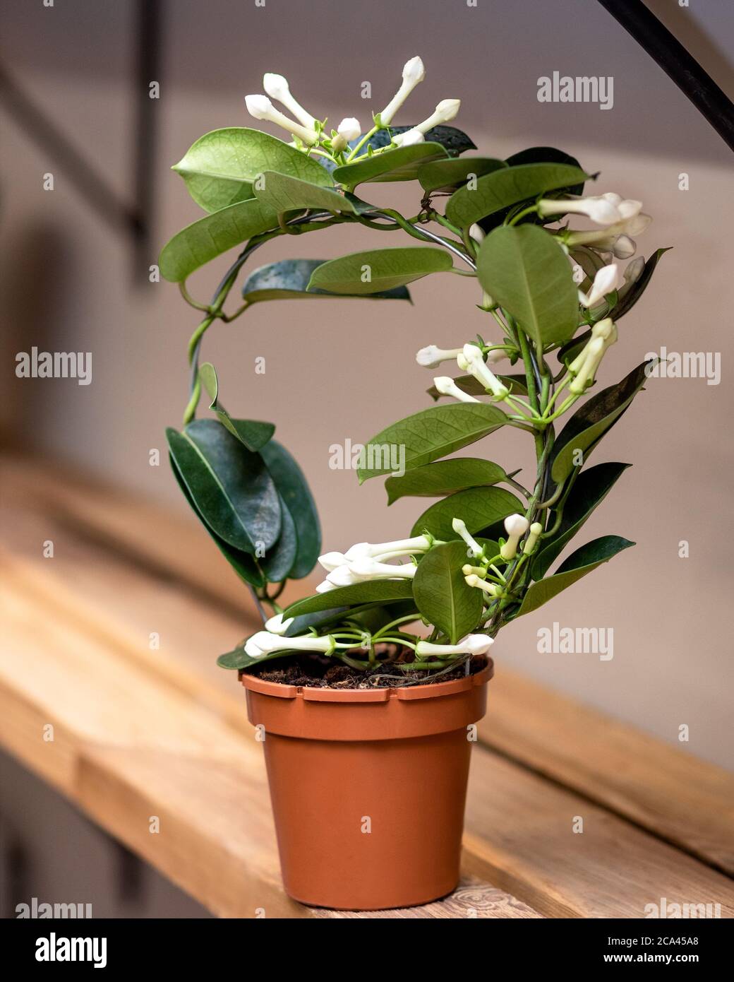 White Stephanotis floribunda flower plant Stock Photo