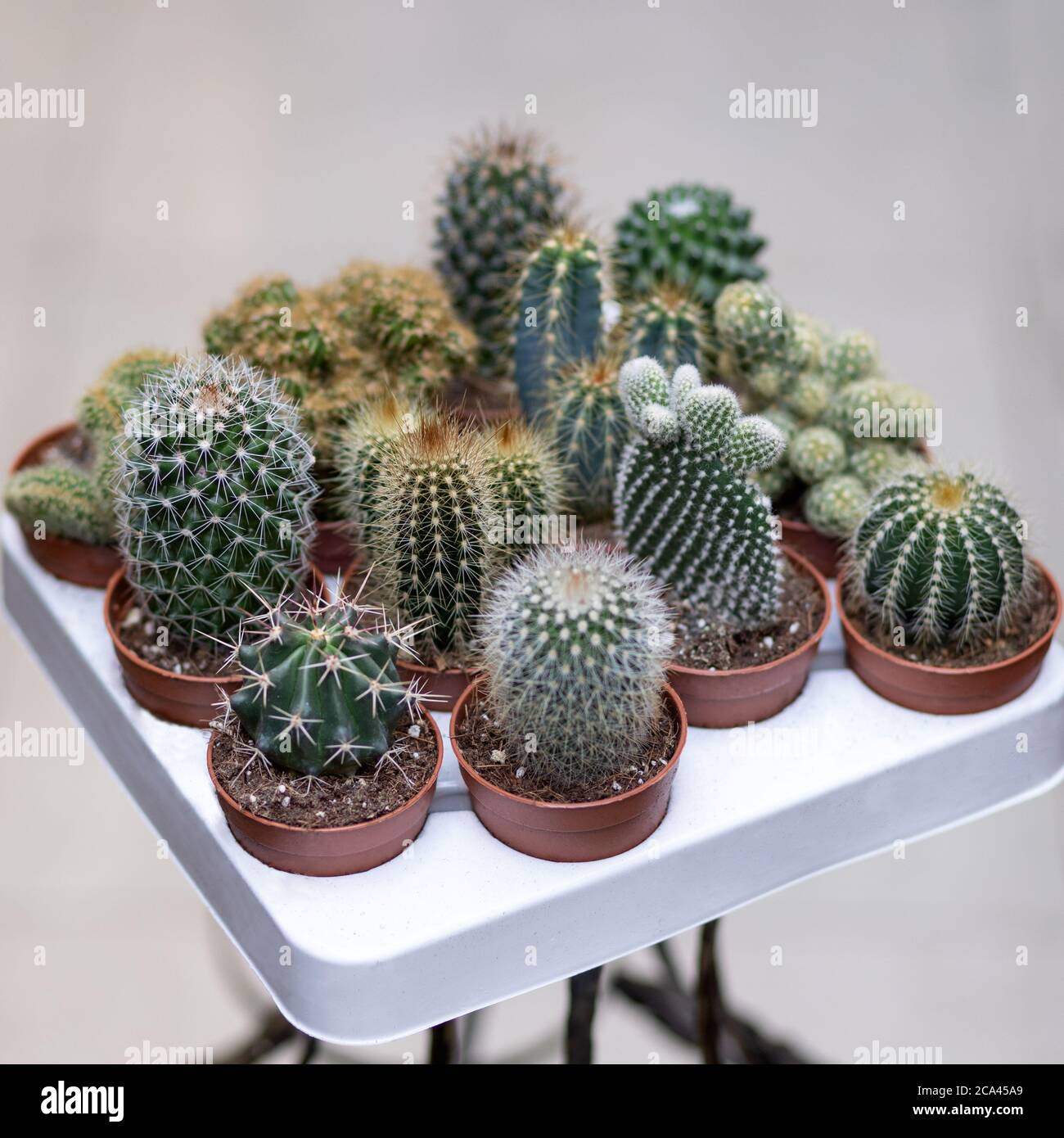 Different cactuses on the white plate Stock Photo