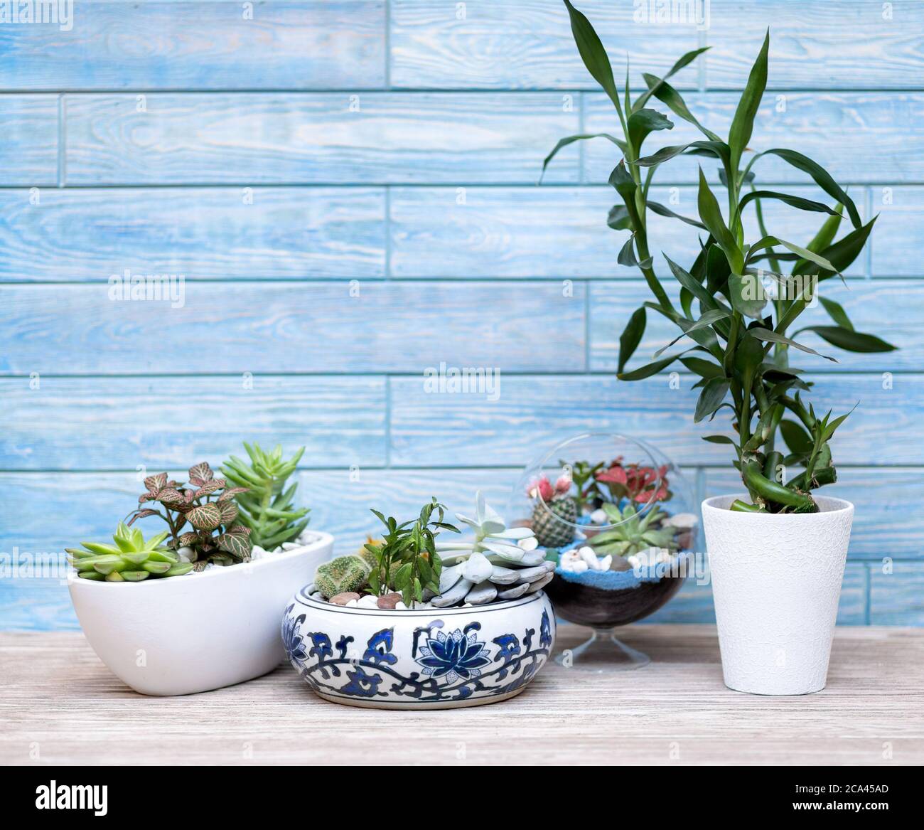 Beautiful terrariums on the blue background Stock Photo