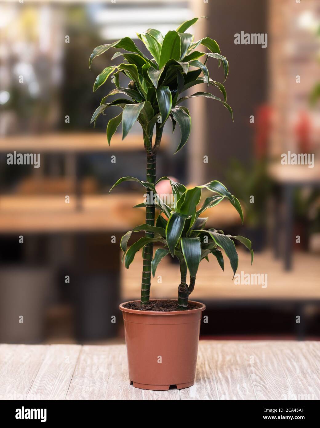 large dieffenbachia Dieffenbachia Camouflage Houseplant main image 0