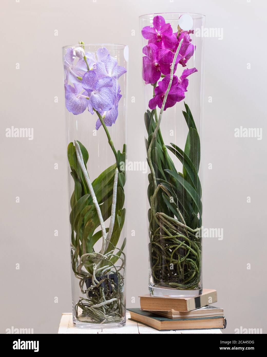 Two colorful Singapore orchid, Vanda orchid in the glass pot Stock Photo