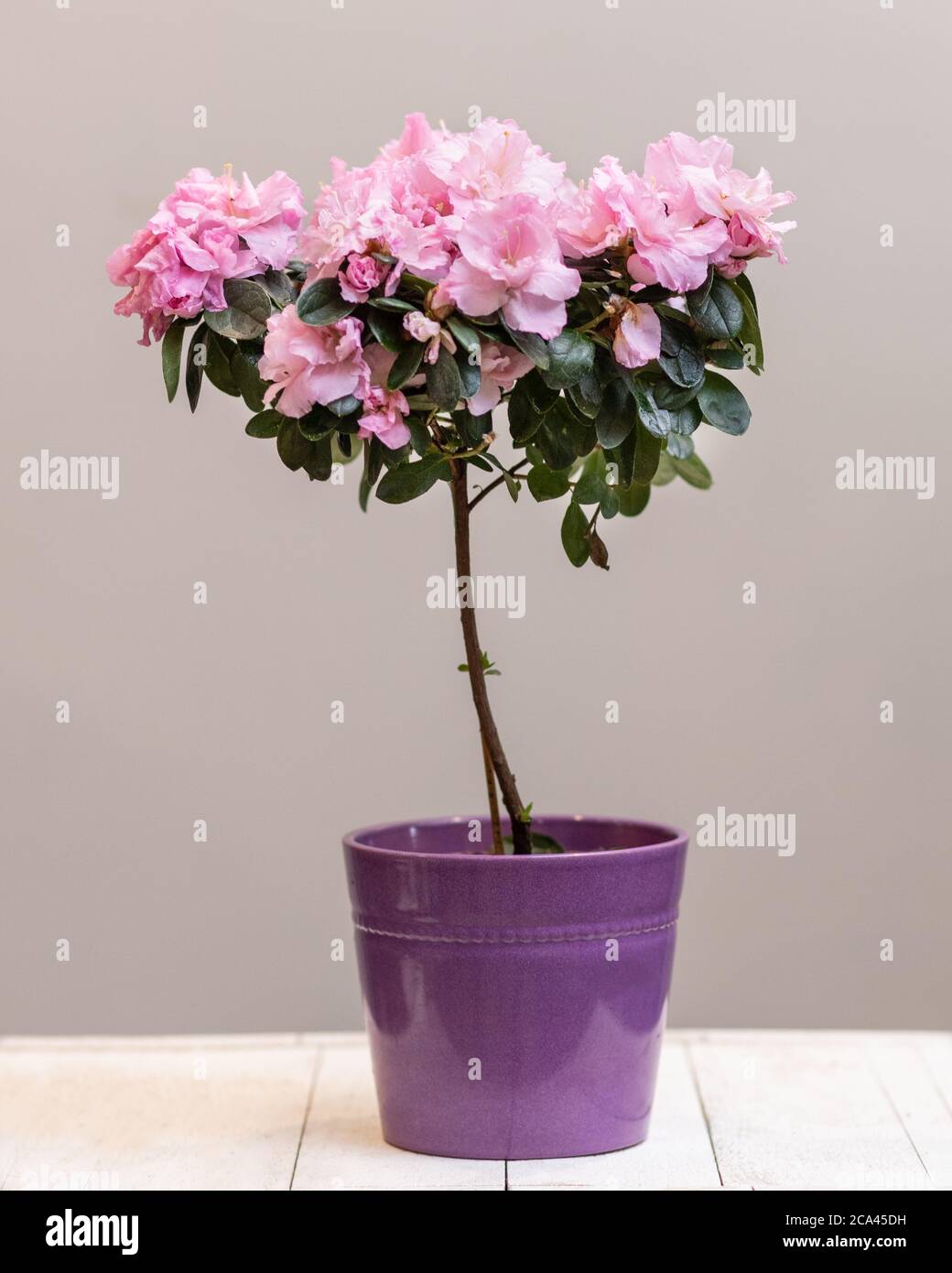 Purple Azalea Topiary cutout flower plant Stock Photo - Alamy