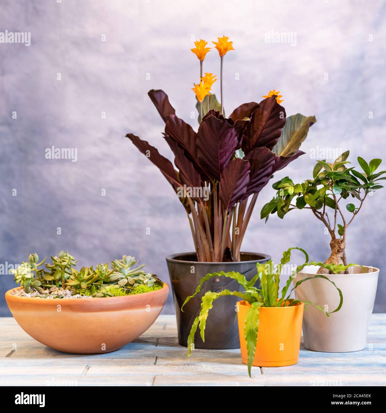 Terrarium, Calathea crocata Tassmania, Prayer Plant, Bonsai side by