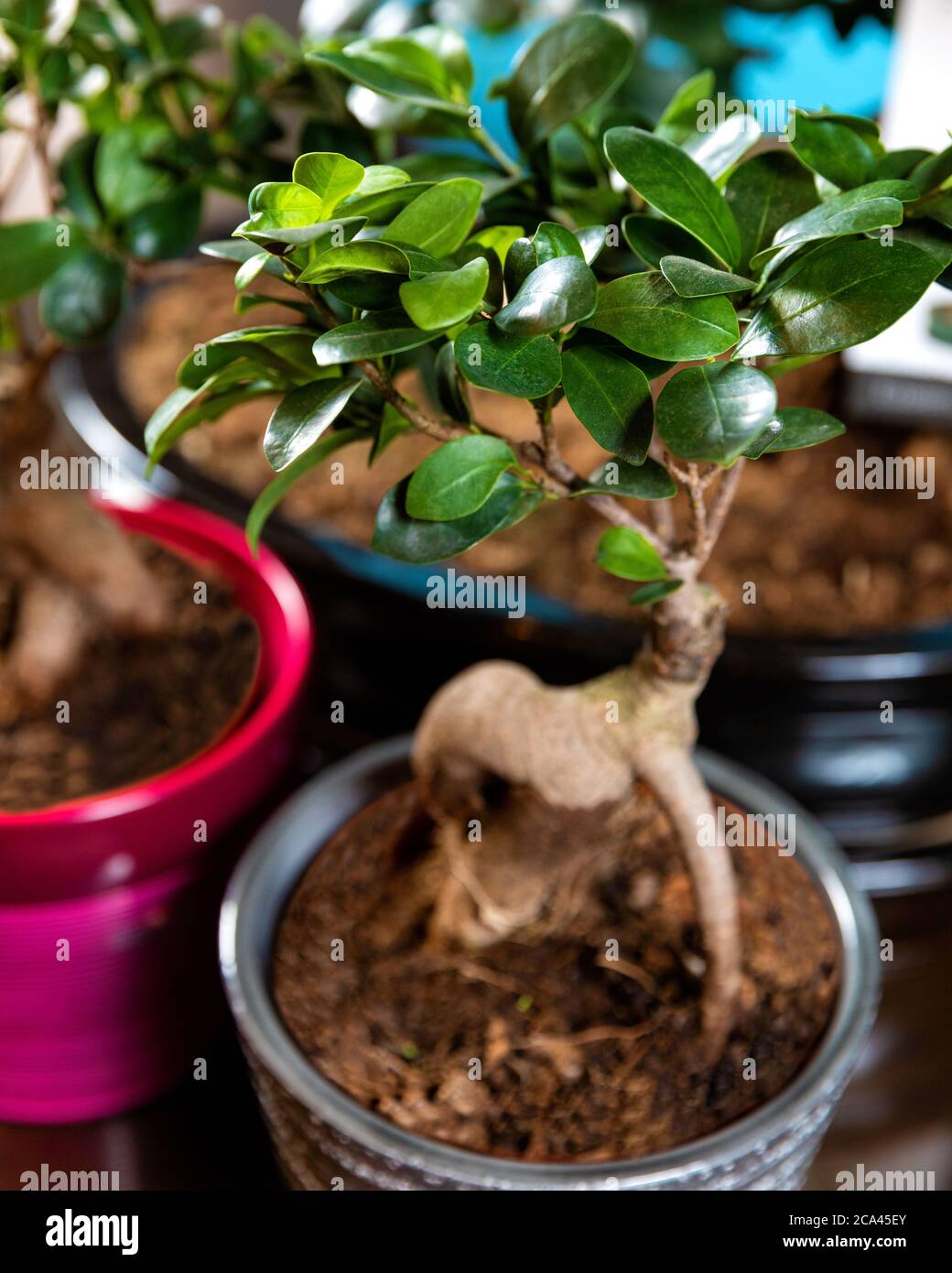 Beautiful small Serissa Bonsai Tree in pot Stock Photo