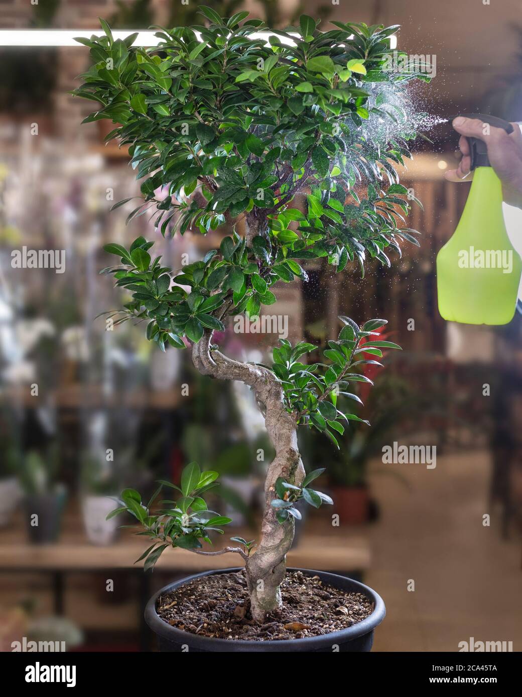 Chinese sweet plum Bonsai, Sageretia theezans - watering Stock Photo