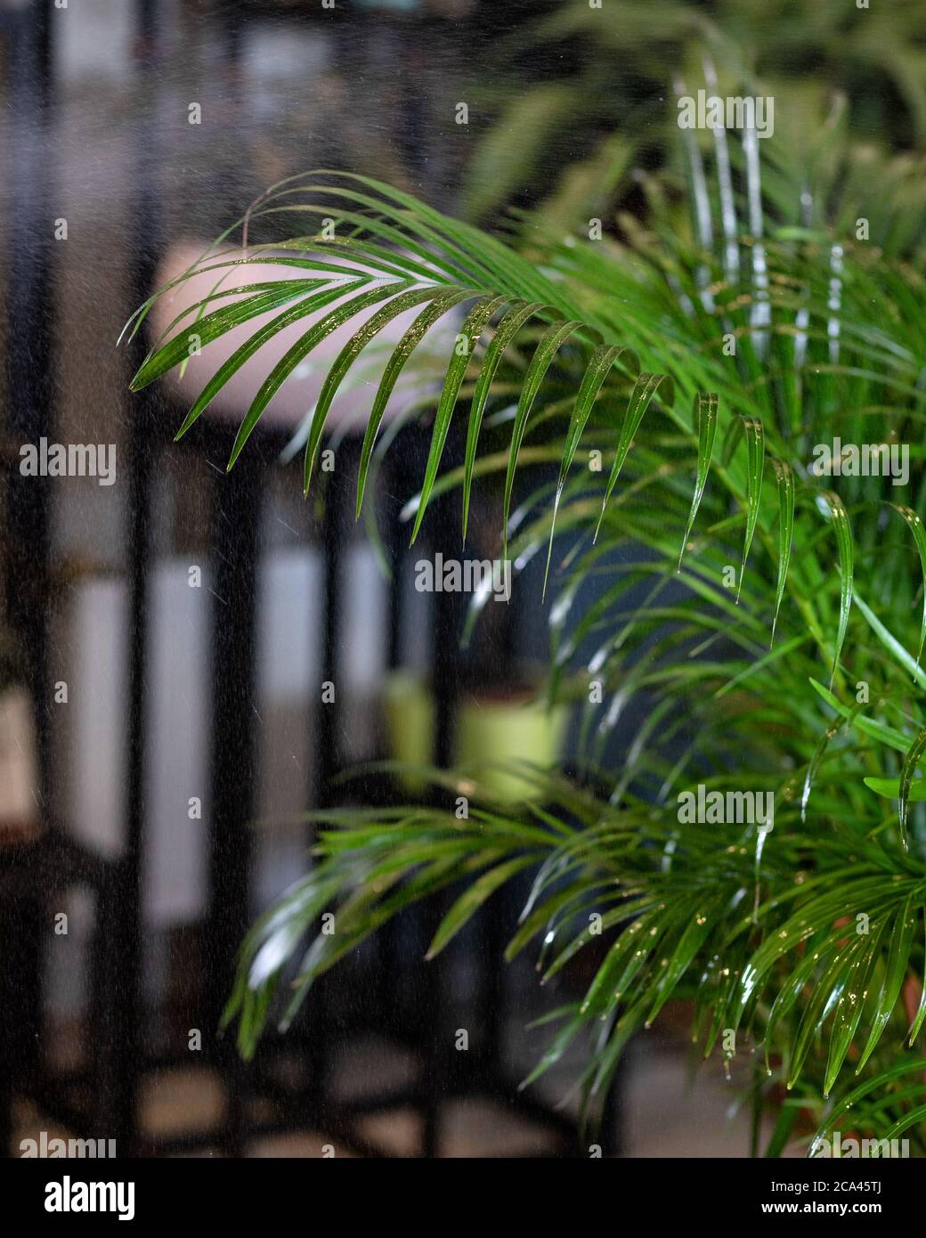 elephant ear plant sun or shade Upright Elephant Ear | Patio Plant | PlantingTree.com