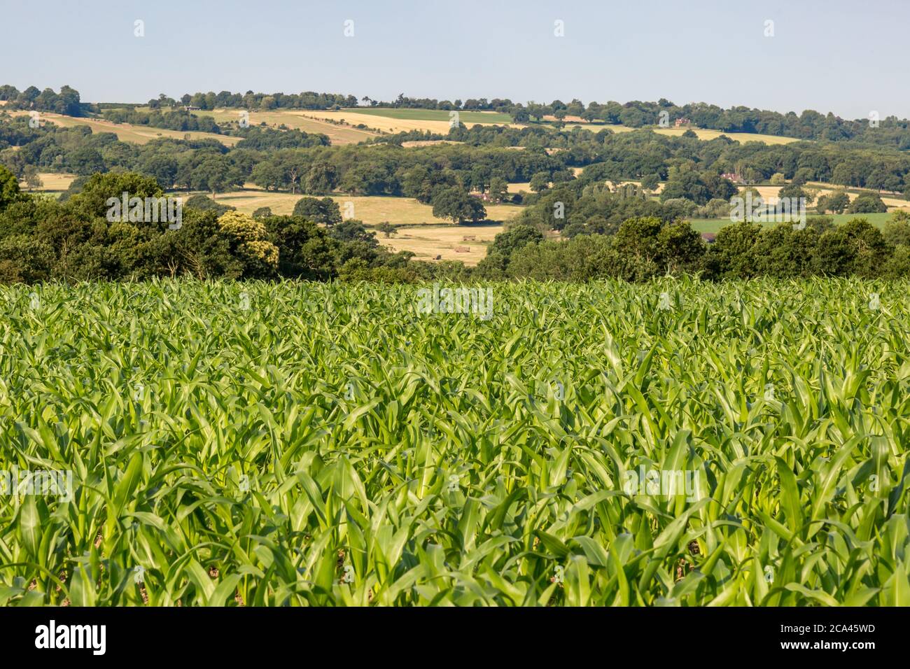 Crops growing in a Sussex field on a sunny summer's day Stock Photo - Alamy