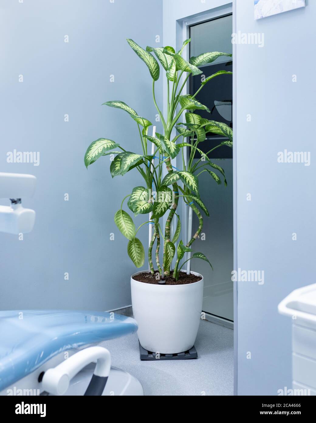 Dieffenbachia Dumb canes plant at office Stock Photo