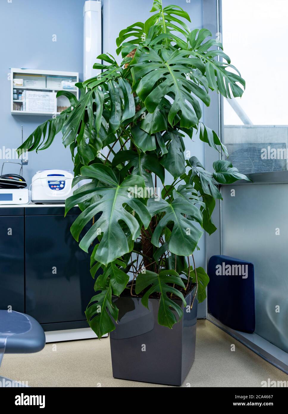 Swiss cheese plant, Monstera deliciosa at office Stock Photo - Alamy