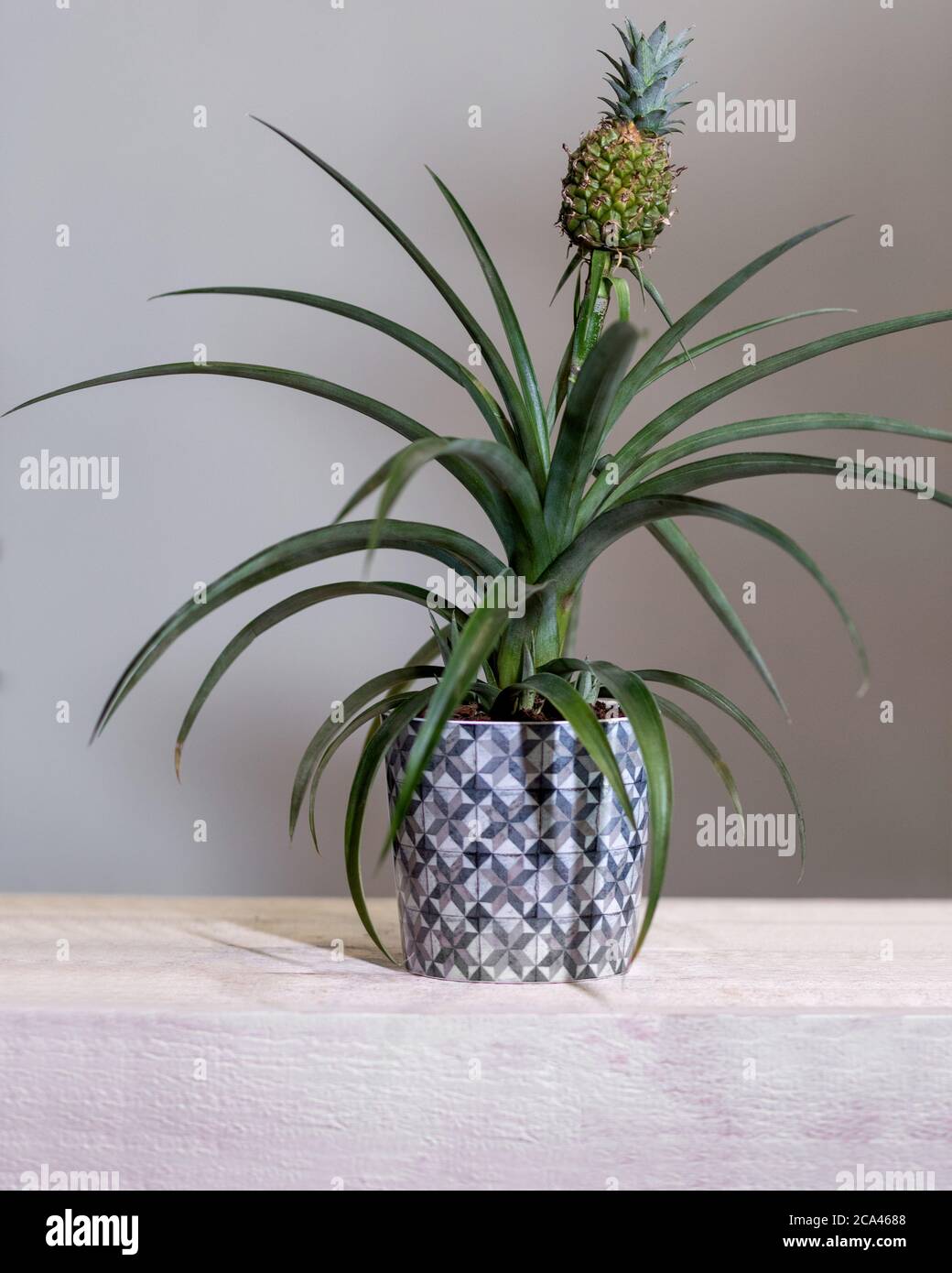 senecio succulent plant Purple Flush String of Bananas