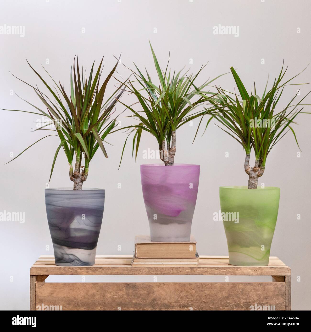 Dracaena draco in pot hires stock photography and images Alamy