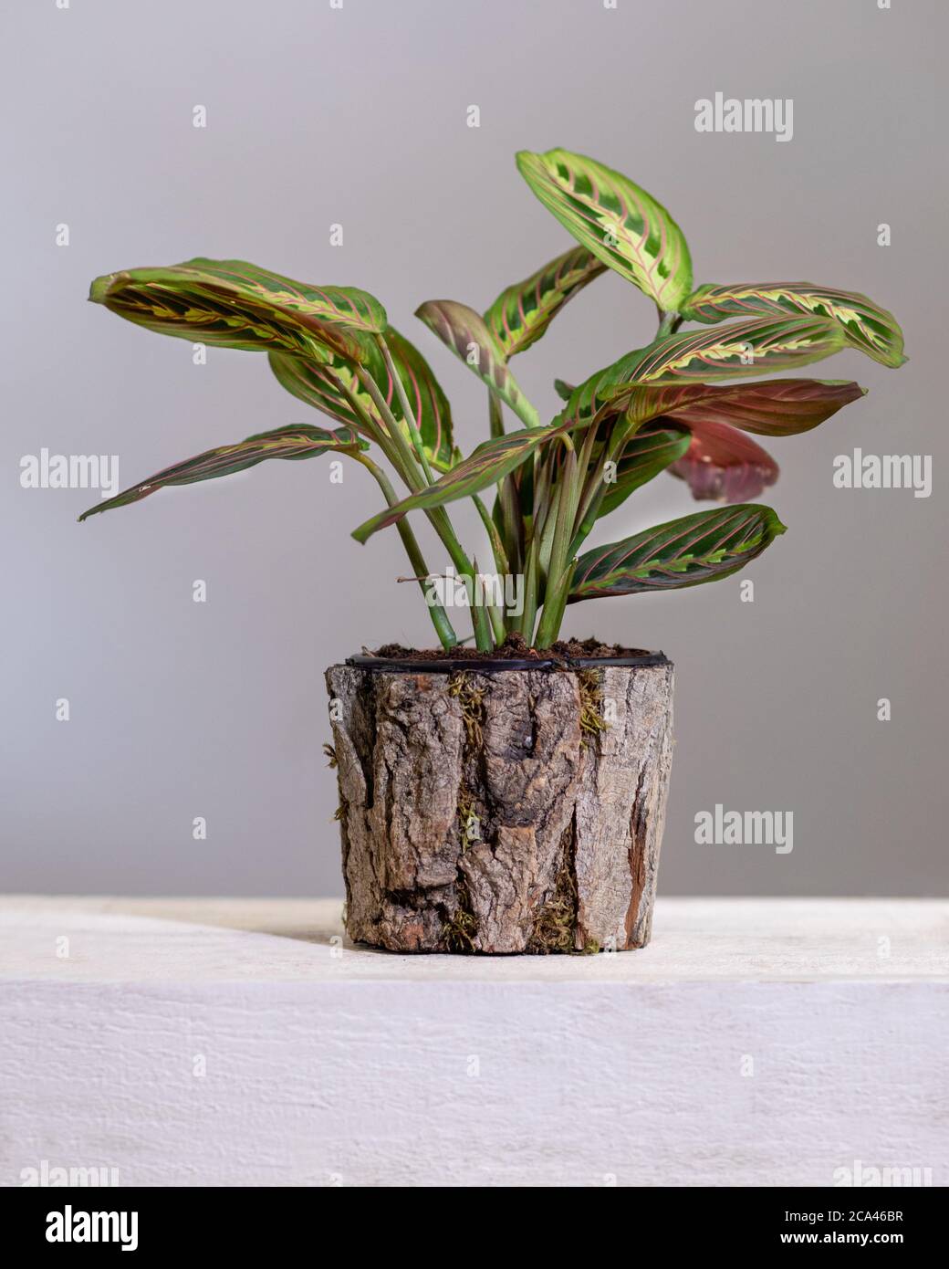 Maranta leuconeura, prayer plant in wooden pot Stock Photo