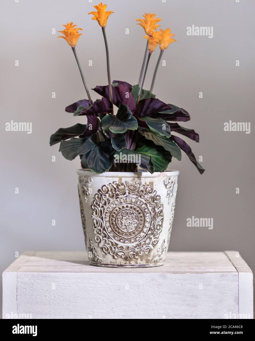 Calathea crocata Tassmania, Prayer Plant in the vintage pot Stock Photo -  Alamy