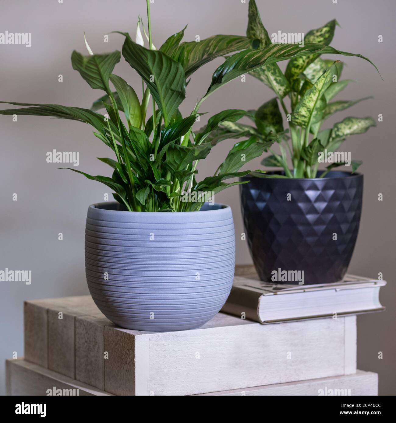 Dieffenbachia Dumb canes with Peace Lily, Spathiphyllum plant Stock Photo