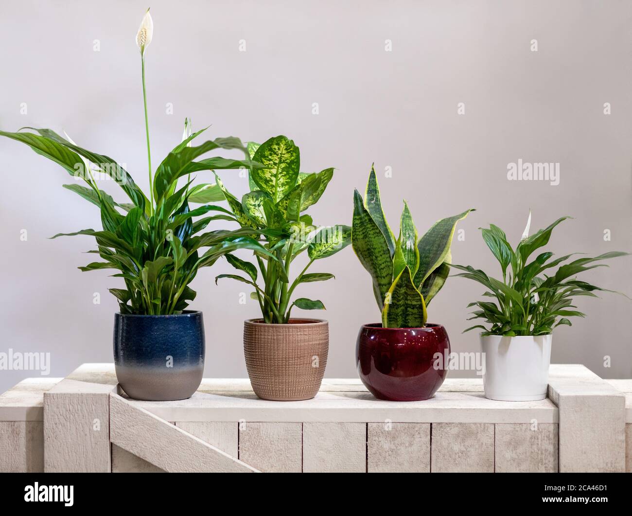 Peace Lily, Dieffenbachia Dumb canes, Mother-in-law's Tongue Viper's bowstring hemp snake plant Stock Photo