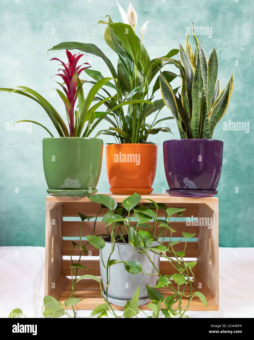 Golden Pothos, Devil's ivy, Epipremnum aureum, Bromeliad flower, Peace  Lily, Sansevieria, snake plant on the wooden crate Stock Photo - Alamy