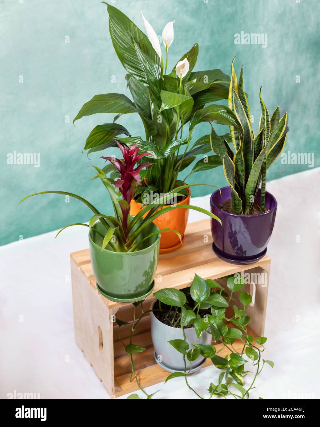 Golden Pothos, Devil's ivy, Epipremnum aureum, Bromeliad flower, Peace  Lily, Sansevieria, snake plant on the wooden crate Stock Photo - Alamy