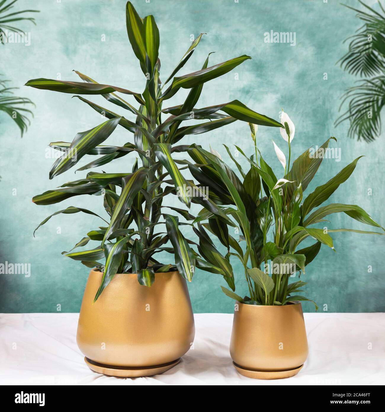 Dracaena fragrans Cintho and Peace Lily plant in a golden pot Stock Photo