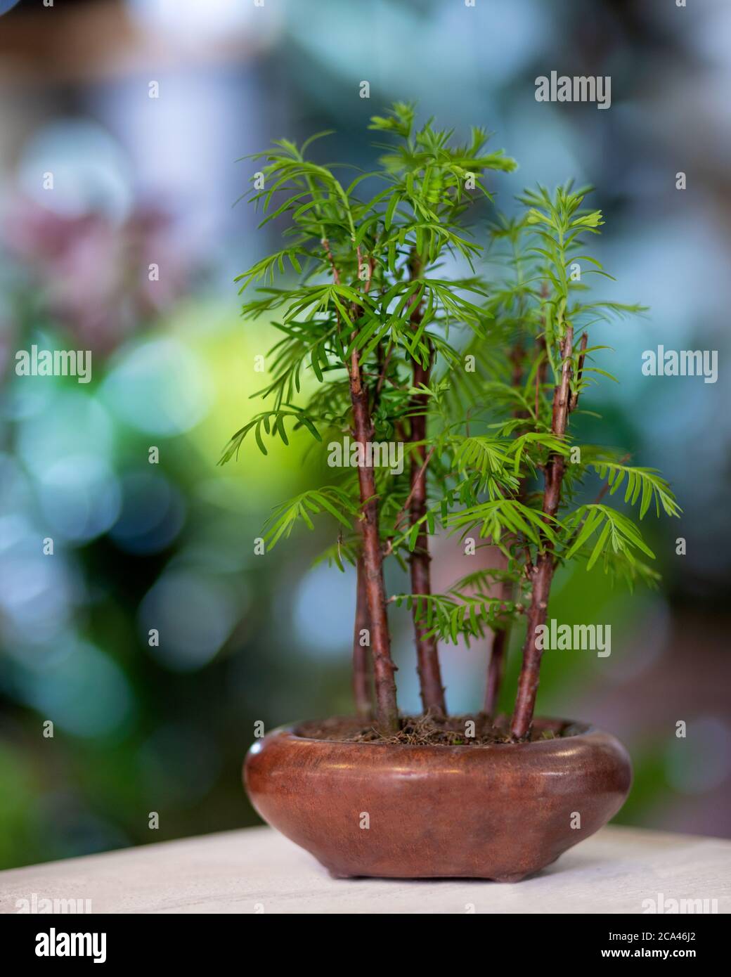 Bamboo Bonsai Tree with bokeh background Stock Photo