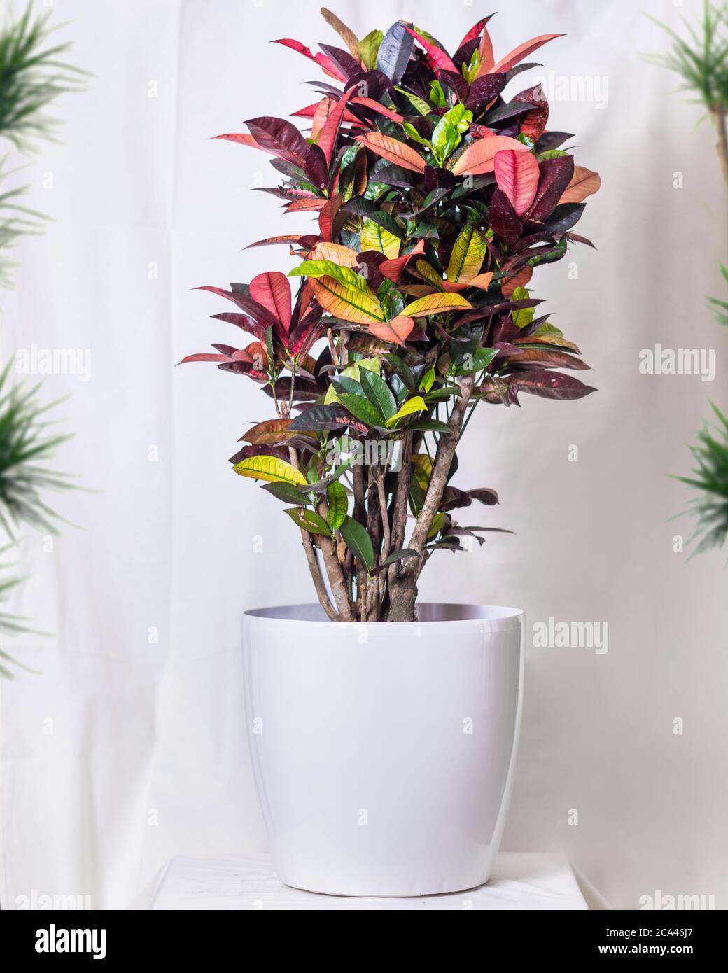 Codiaeum Iceton Croton in the white pot Stock Photo Alamy