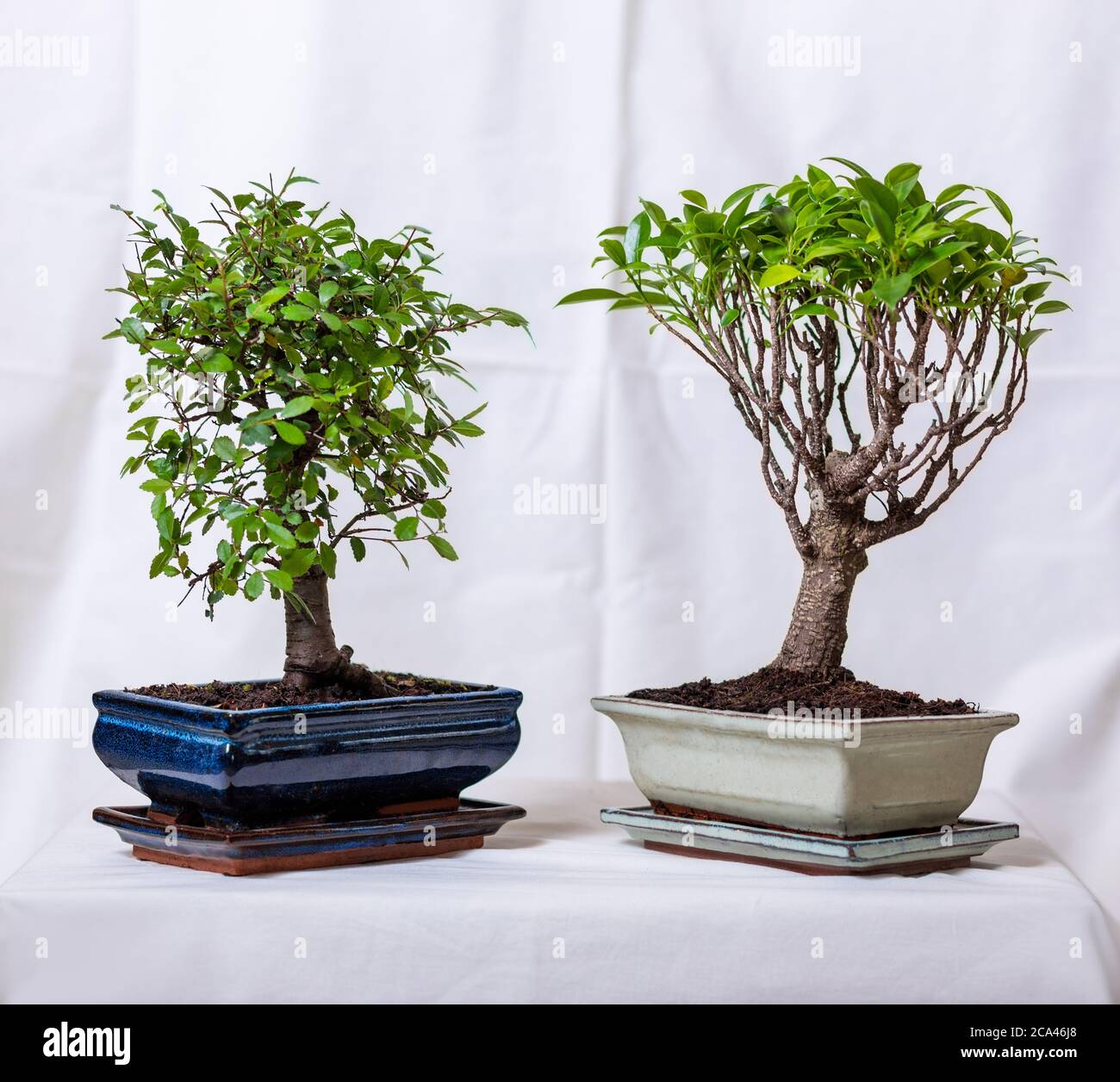 Two Ficus bonsai ginseng retusa plant in pot with white background Stock Photo