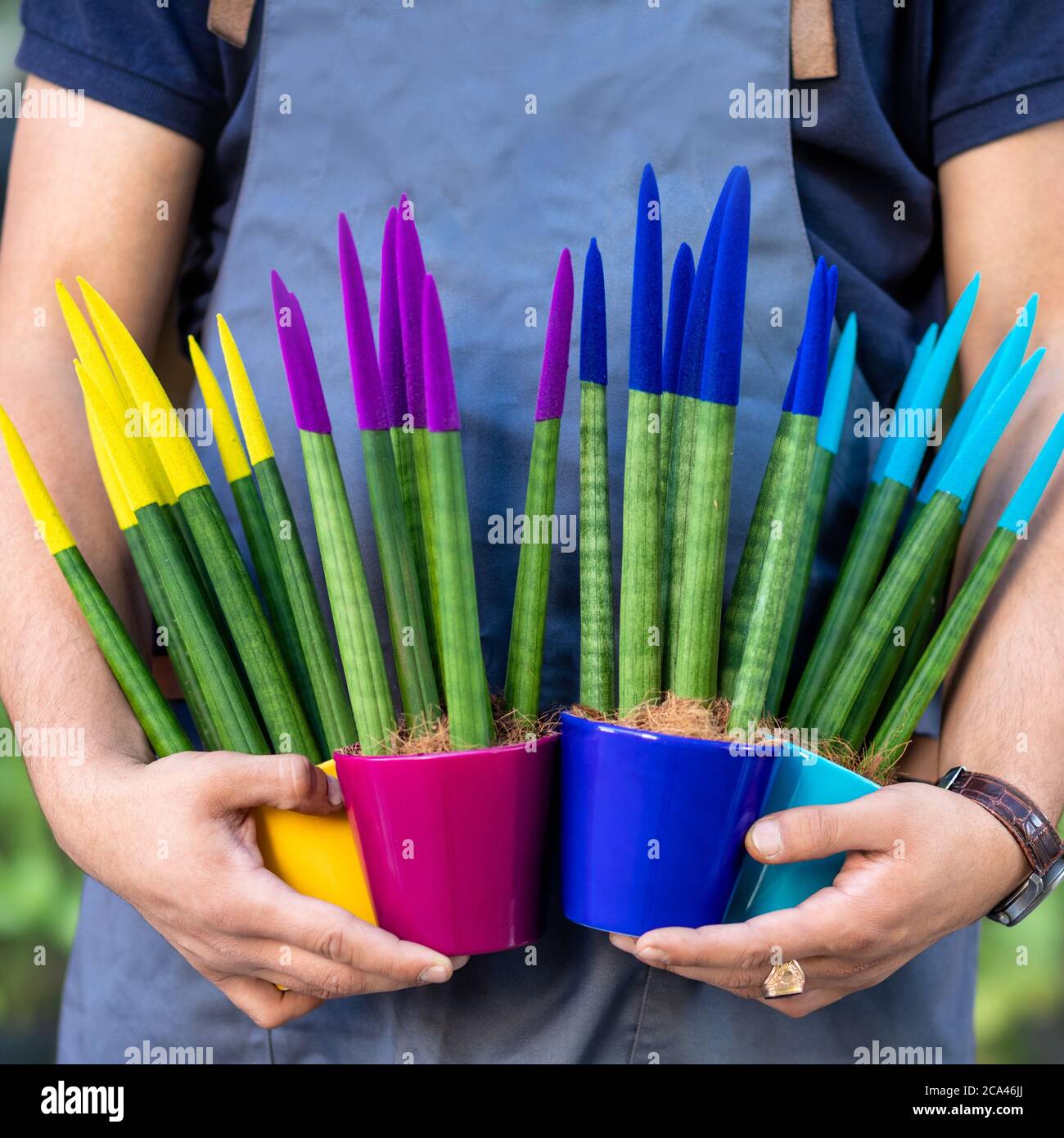 Gardener holding painted Sansevieria velvet touch plants Stock Photo - Alamy