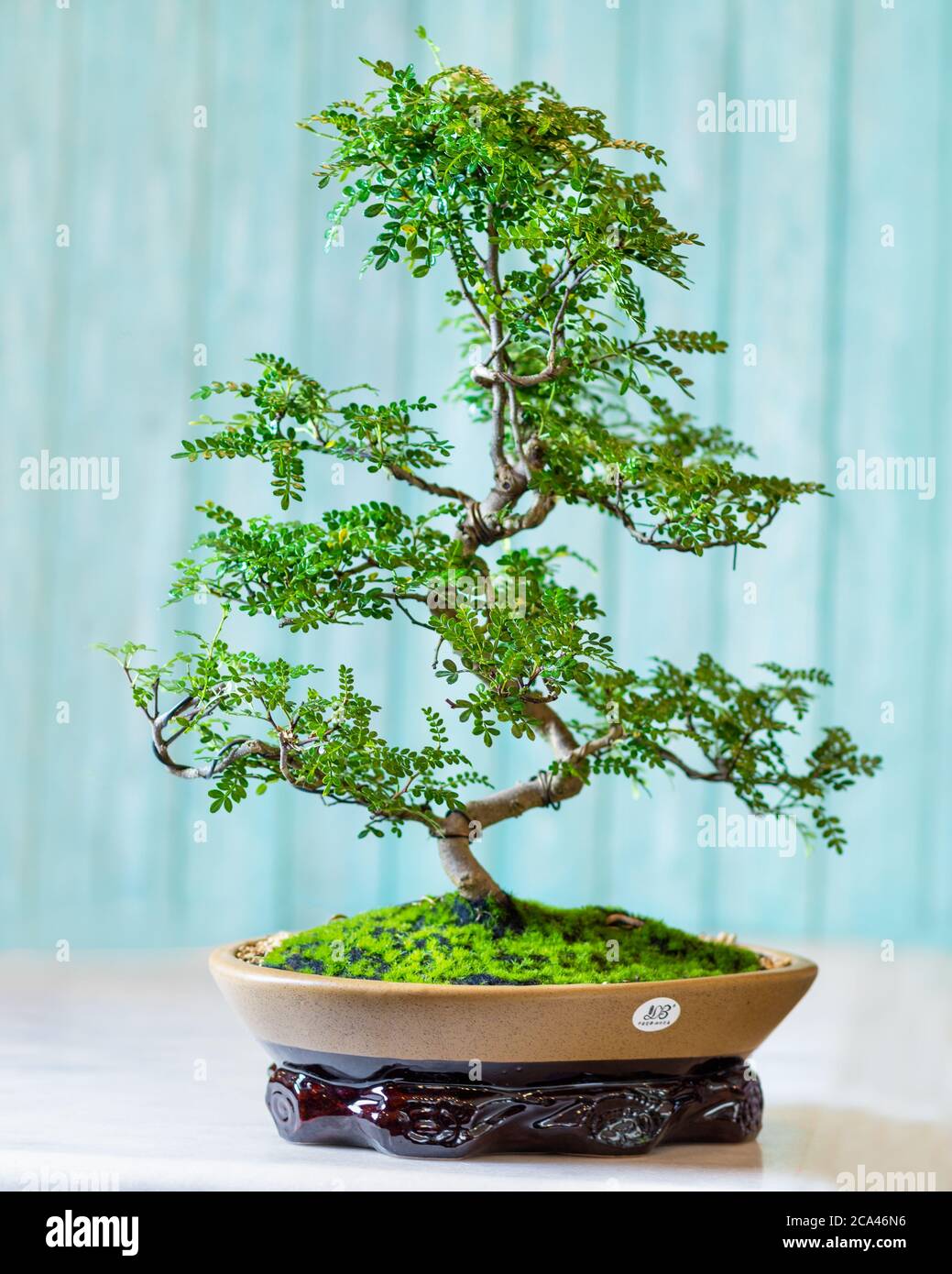 Boxwood ficus bonsai ginseng retusa plant in pot with blue background