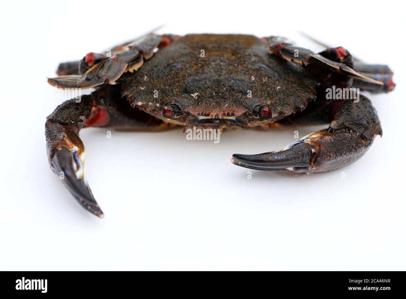 Velvet swimming crab on a white background Stock Photo