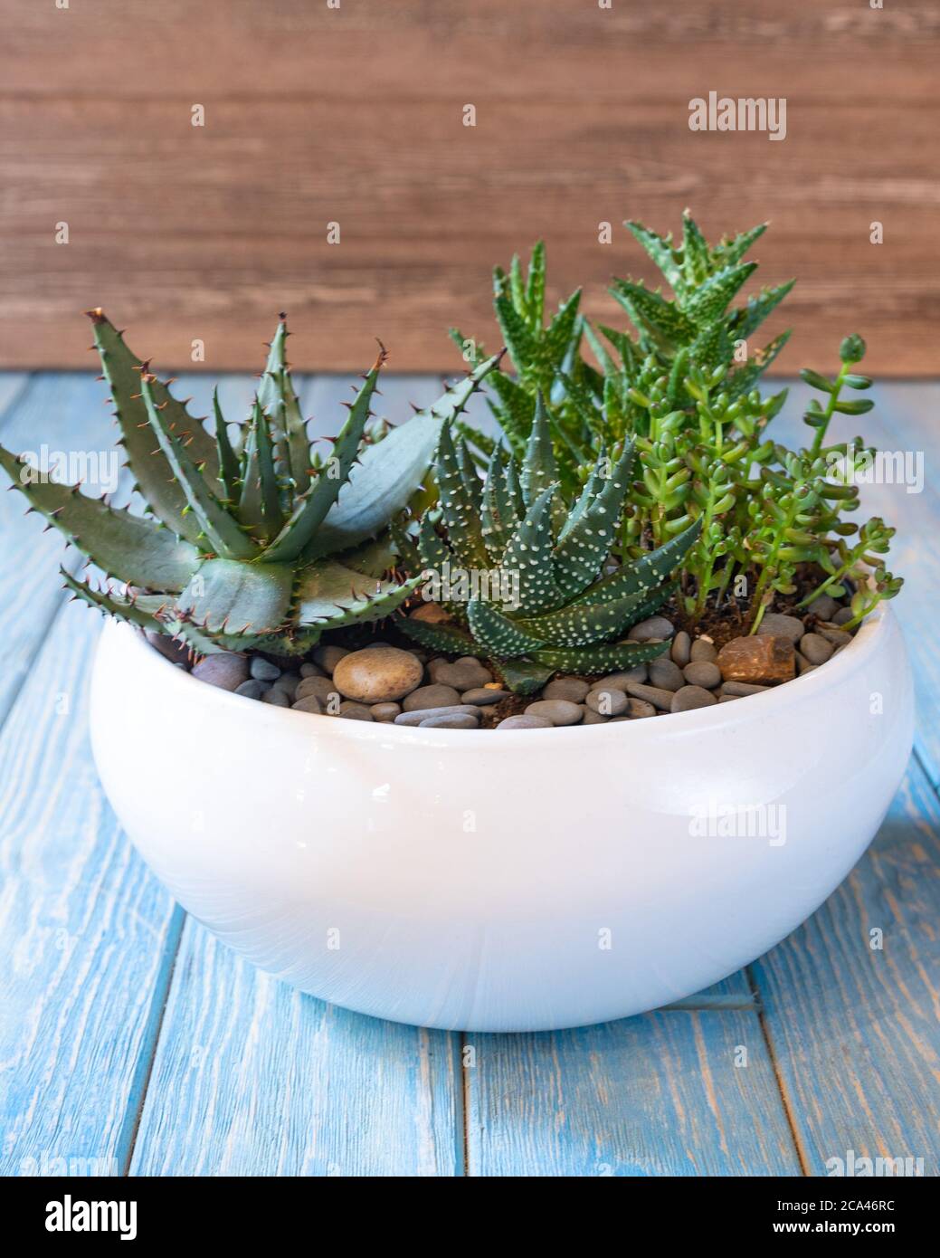 Terrarium, sand, rock, succulent, cactus, moss in the white ceramic pot  Stock Photo - Alamy
