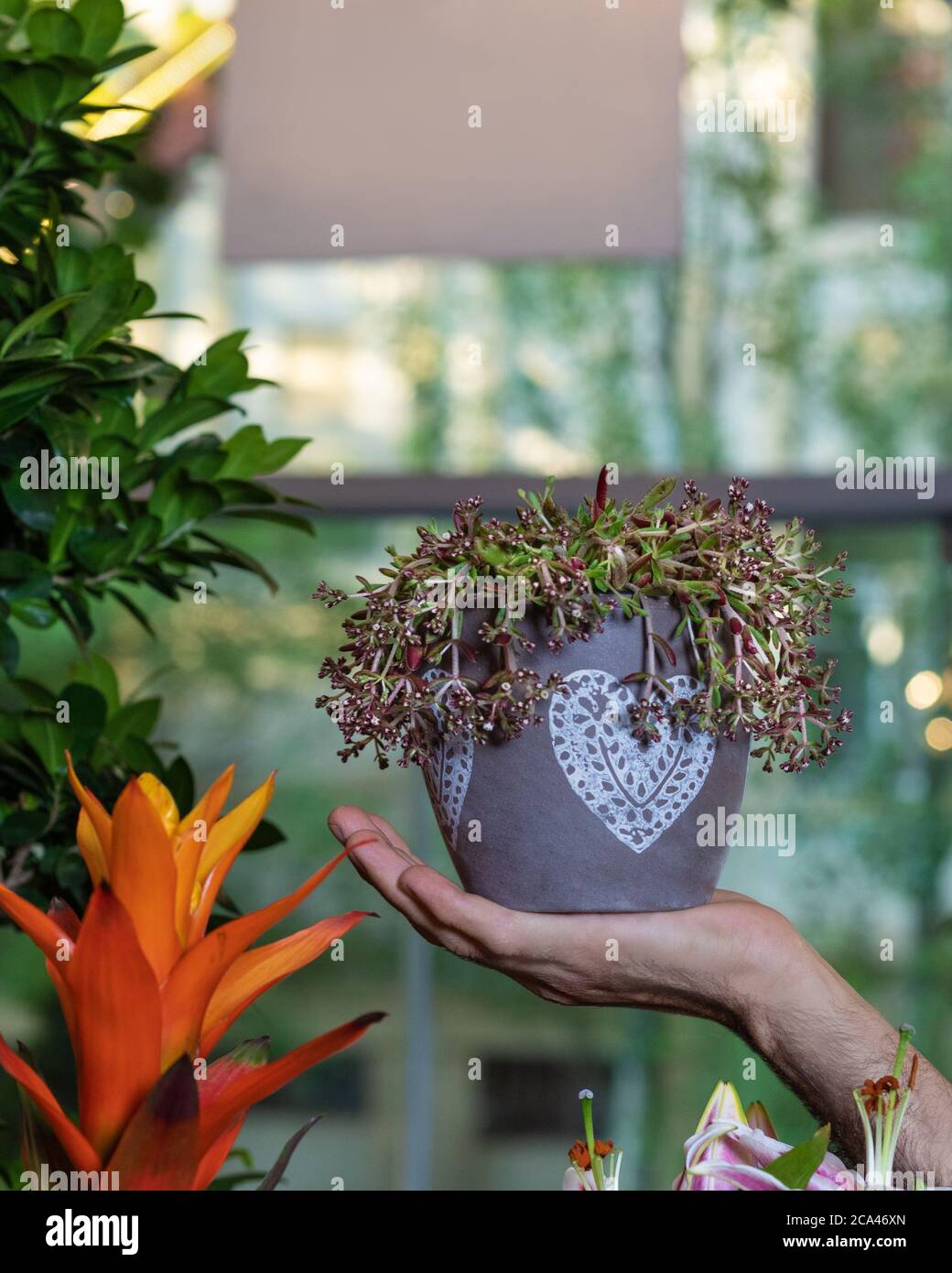 Beautiful House plant on the hand Stock Photo