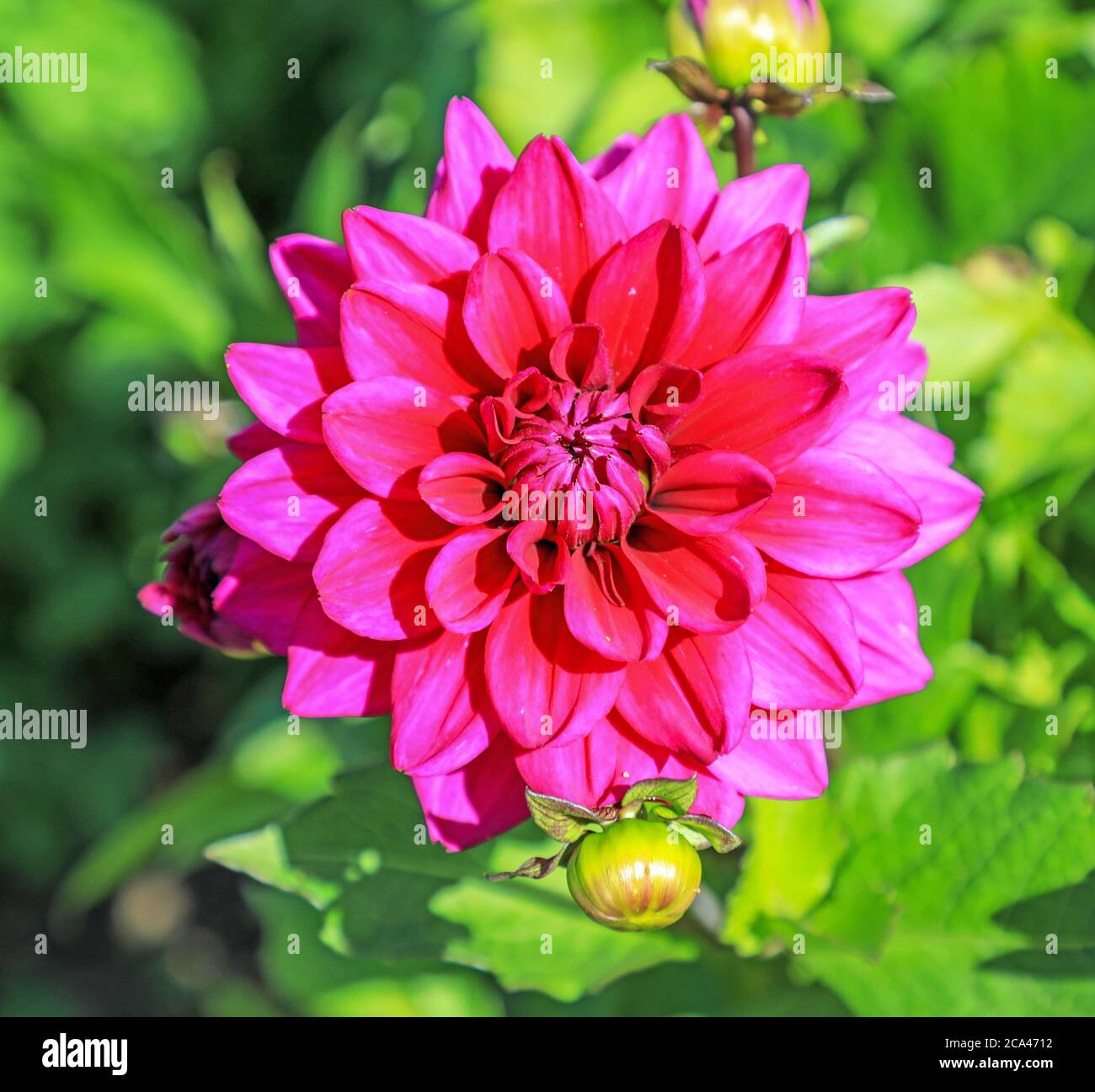 Close up shot of a pink purple flower head of a Dahlia 'Nogent' at the National Dahlia Collection, Penzance, Cornwall, England Stock Photo