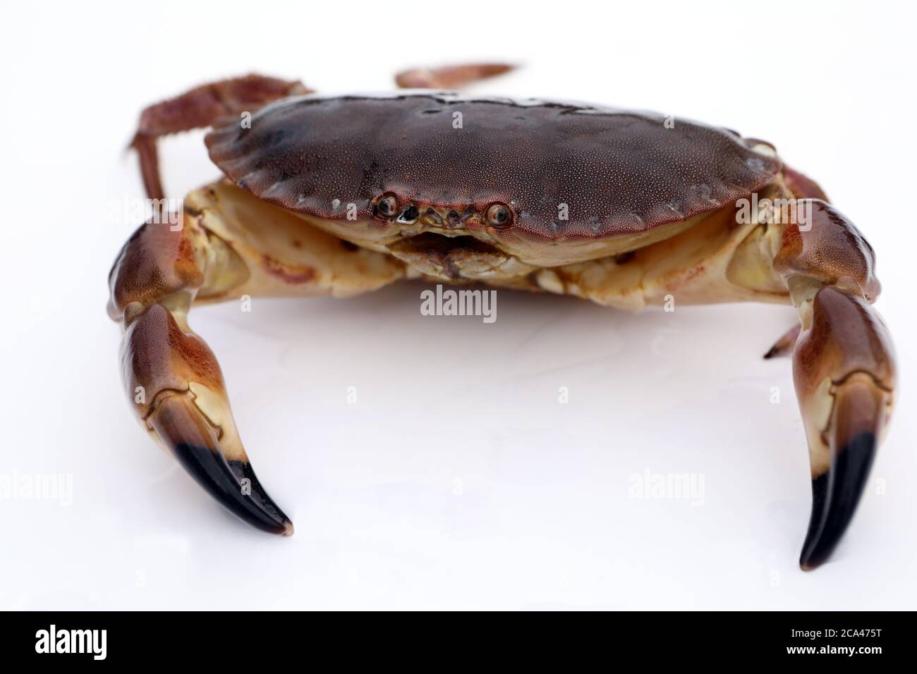 Brown crab on a white background Stock Photo