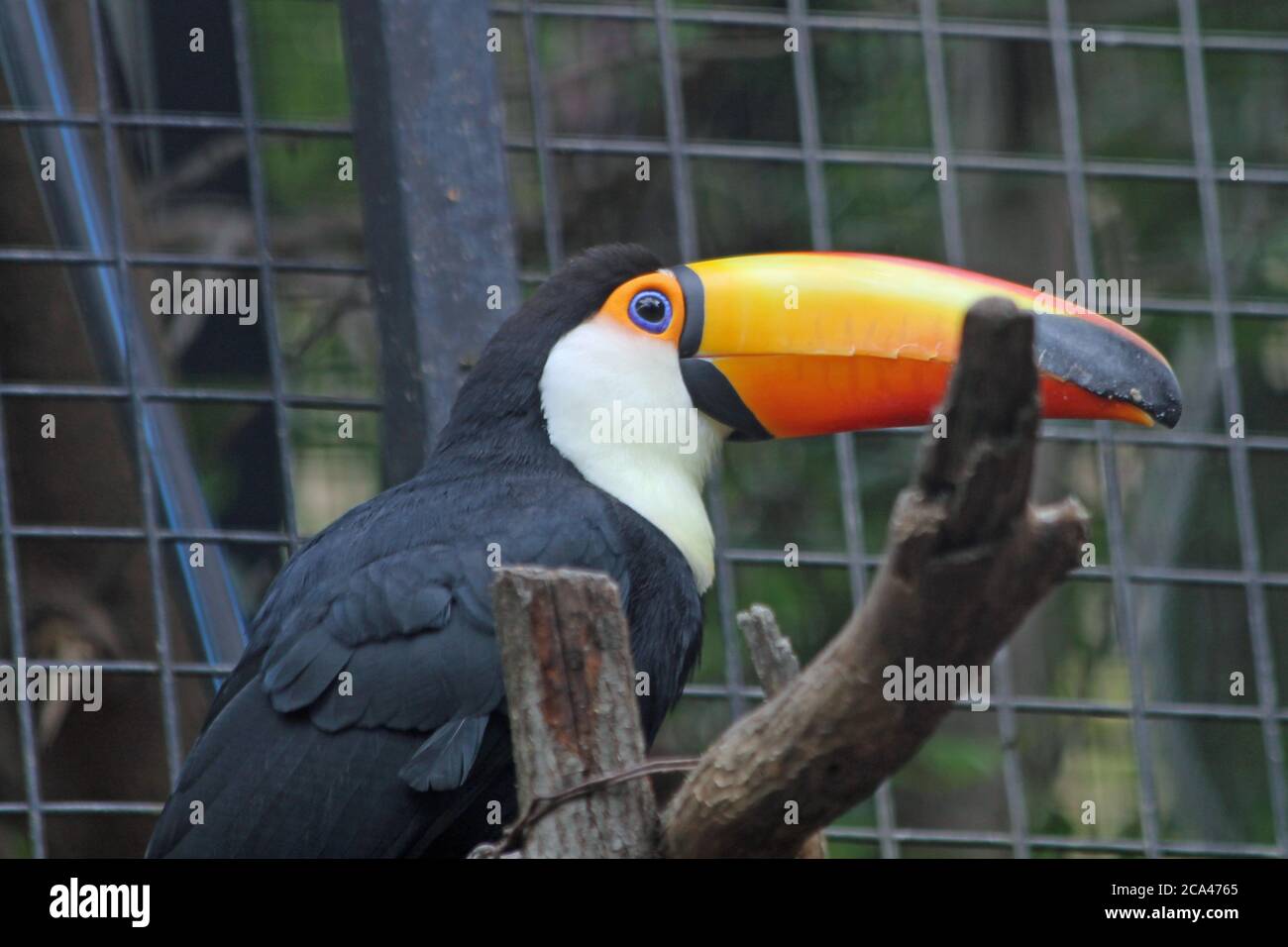 Tukan Vogel High Resolution Stock Photography And Images Alamy