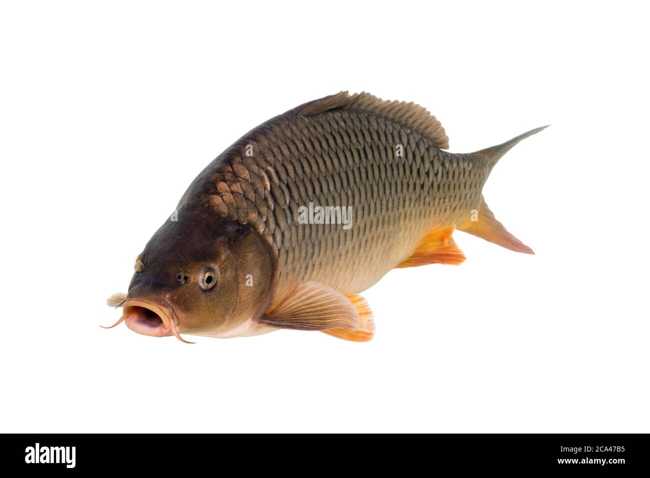 Common Carp isolated on white background. The common carp or European carp (Cyprinus carpio) is a freshwater fish. Stock Photo