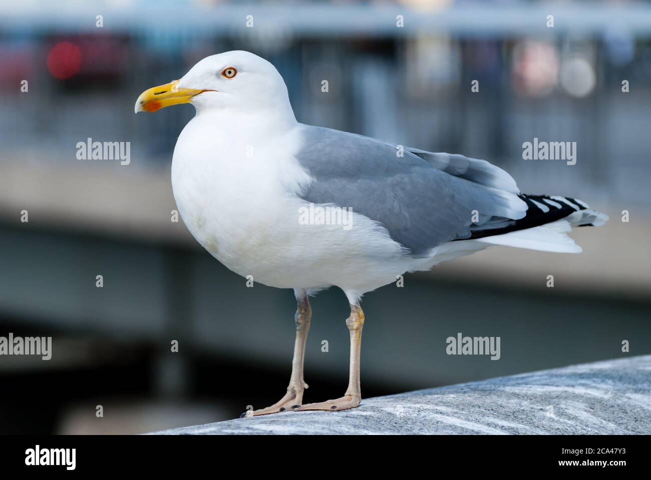 The great black-backed gull (Larus marinus), mistakenly called greater black-backed gull by some, is the largest member of the gull family. Stock Photo