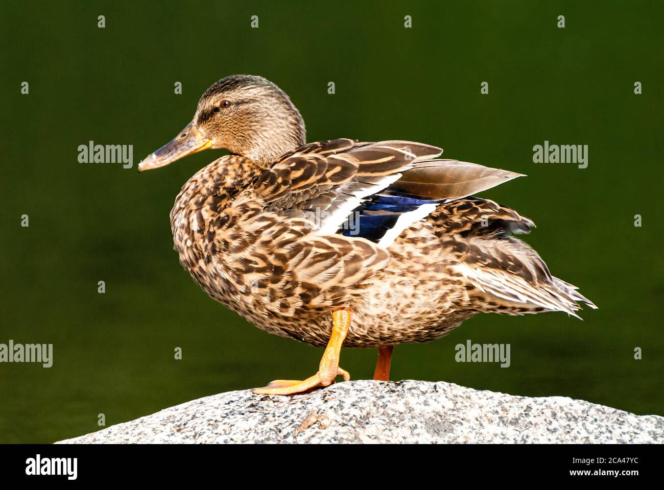 The Mallard (Anas platyrhynchos) is a dabbling duck that breeds throughout the temperate and subtropical Americas, Eurasia, and North Africa Stock Photo